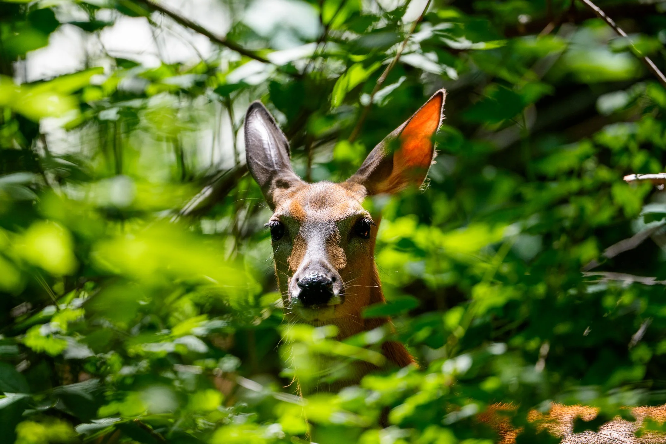 A deer peeking through dense green foliage in a forested area.