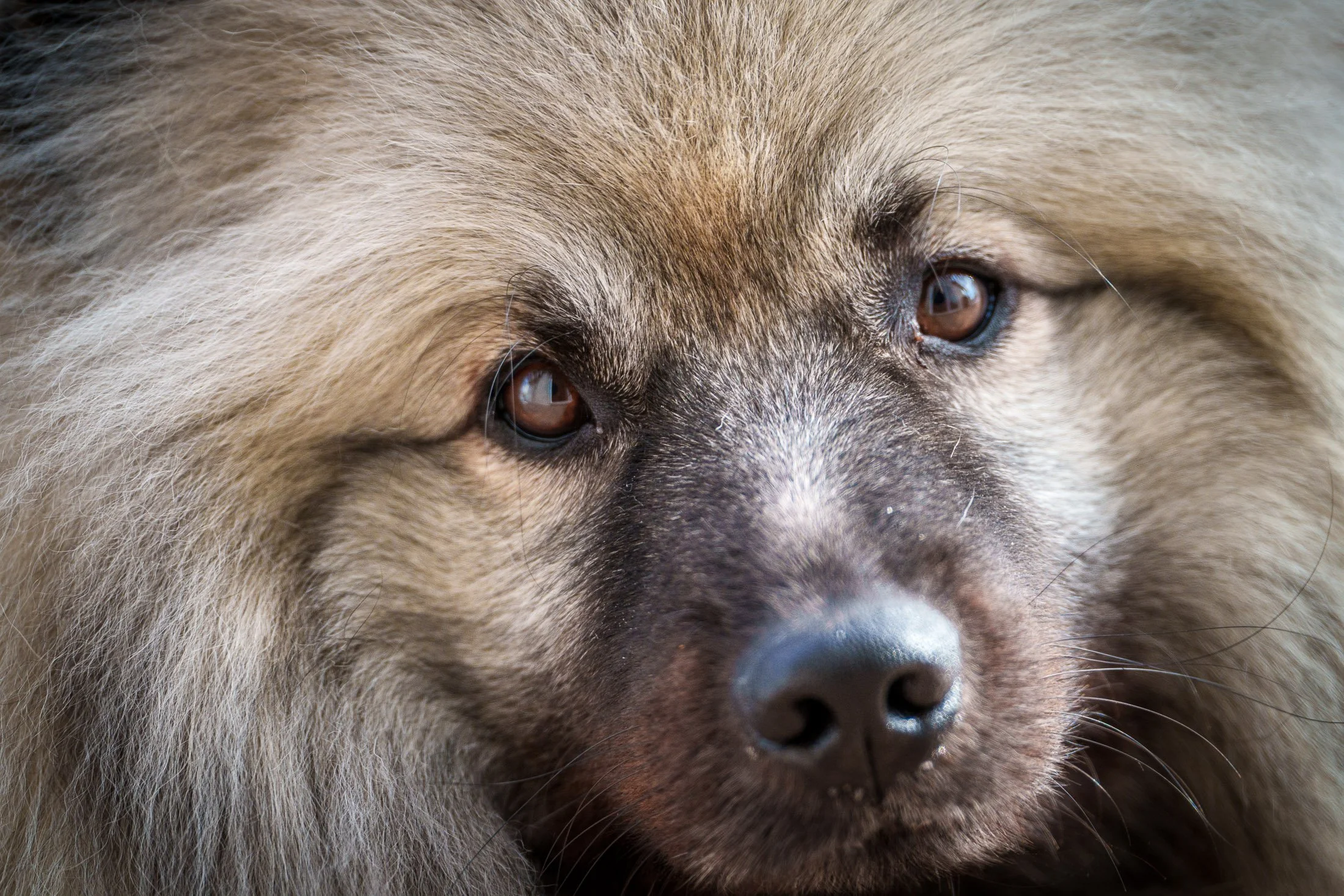 Obi - my Keeshond