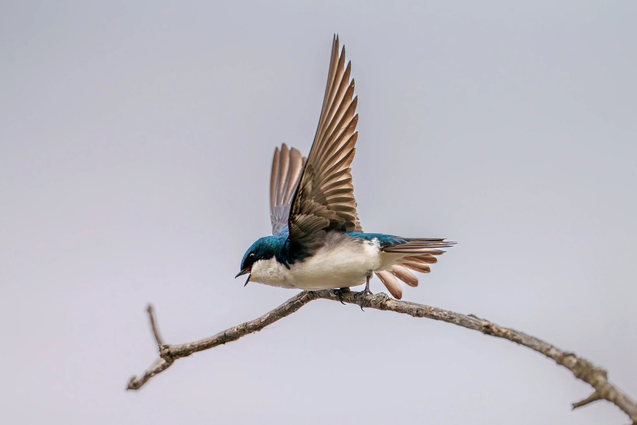 A small tree swallow bird with blue, black, and white plumage is perched on a thin, bare branch. The bird's wings are partially extended, showing brown and beige feathers, and it appears to be in motion against a pale sky background.