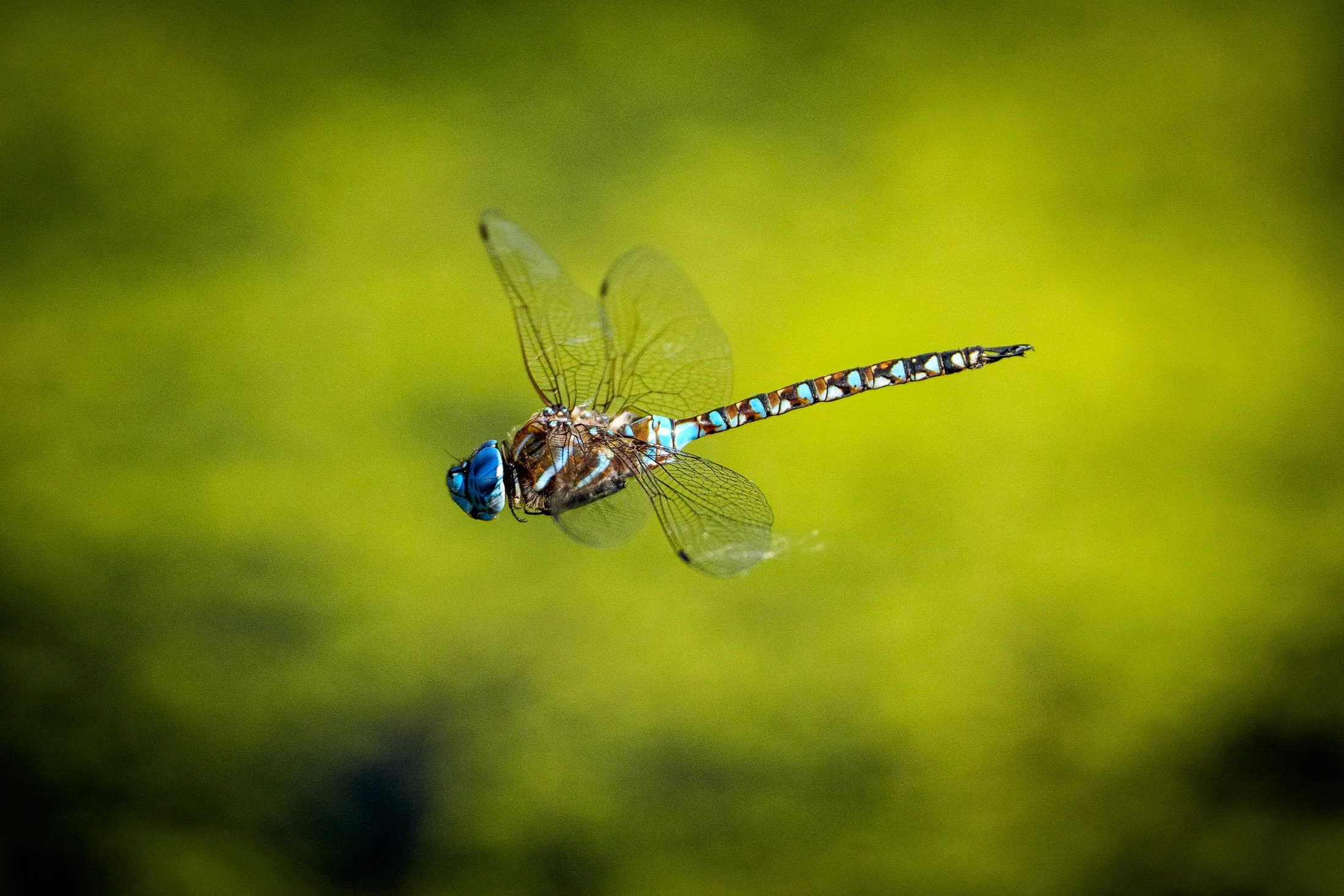 insects