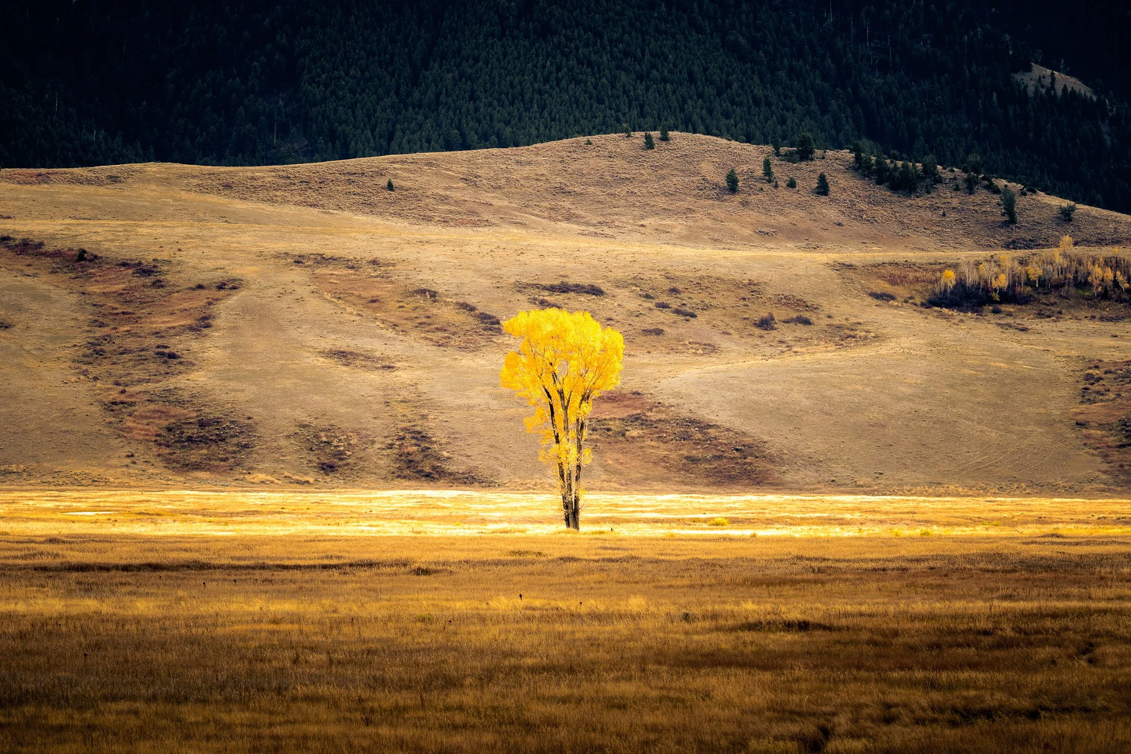 A solitary yellow and orange tree stands in a vast landscape with rolling hills, sparse trees, and a forested mountain in the background during autumn.