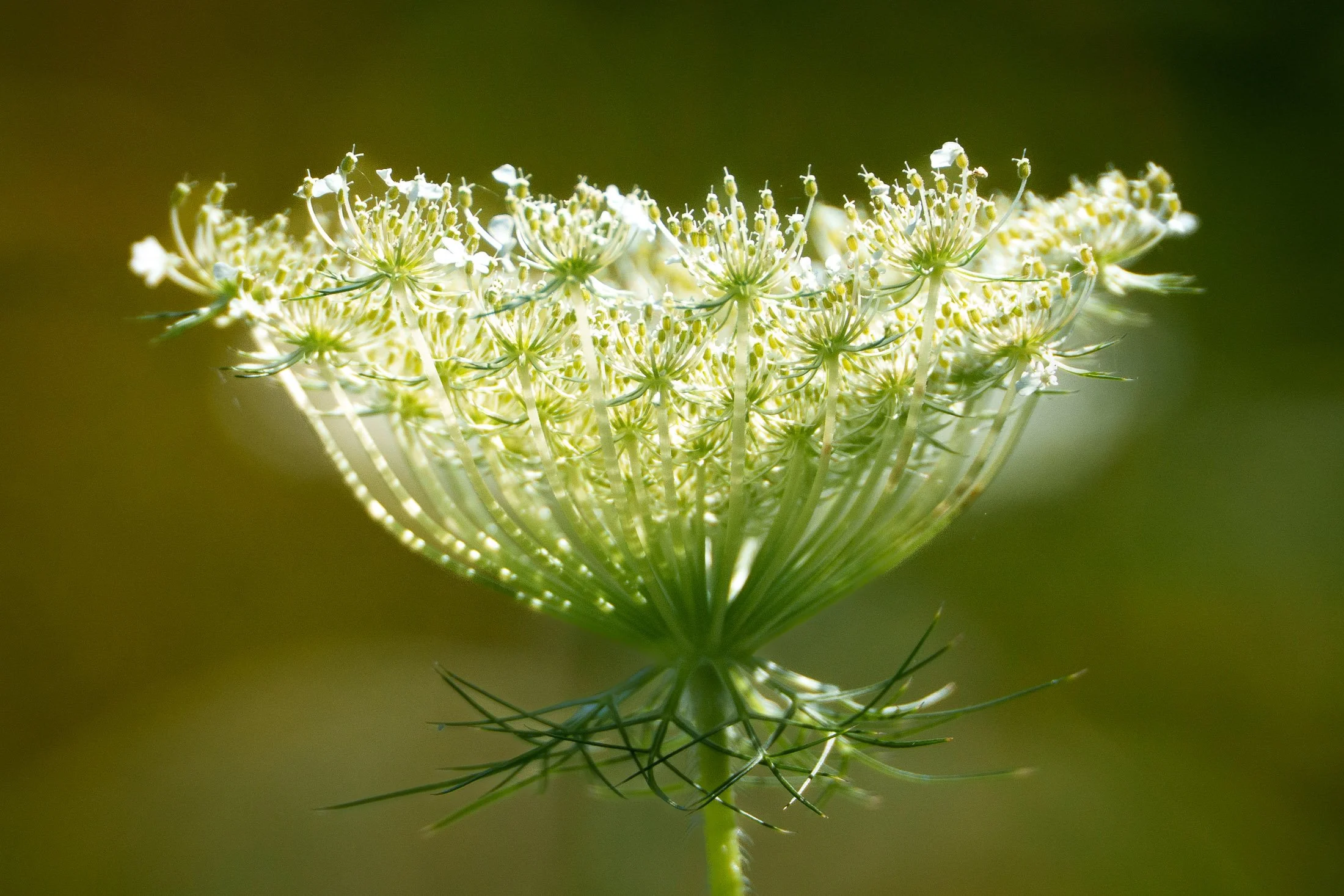 plant life