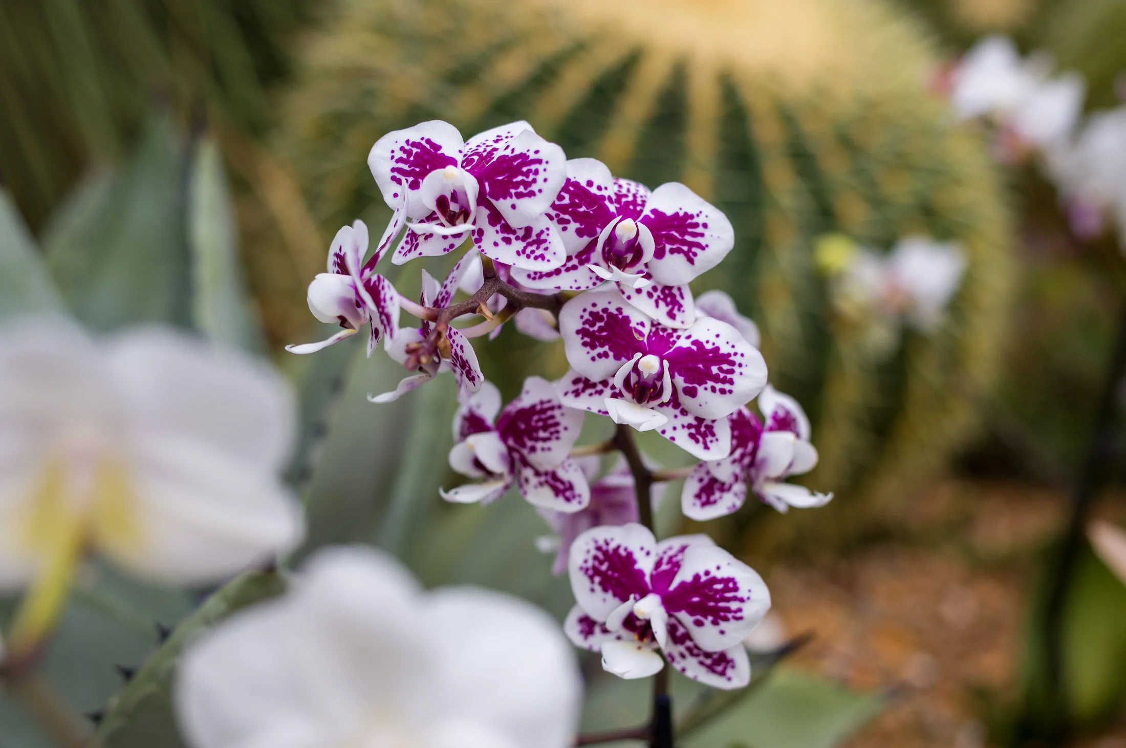 Close-up of a cluster of white orchids with purple markings against a blurred background of green and yellow foliage.