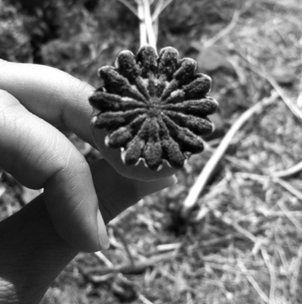 Black and white photo of person's hand holding dried poppy resembling rosette
