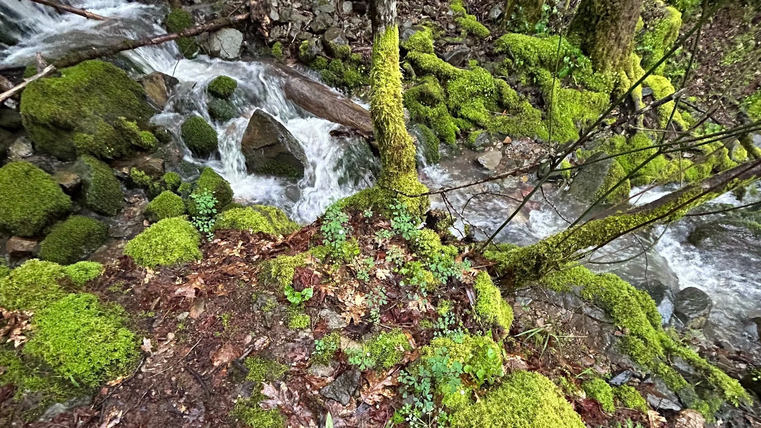 Color image of creek in Berkeley