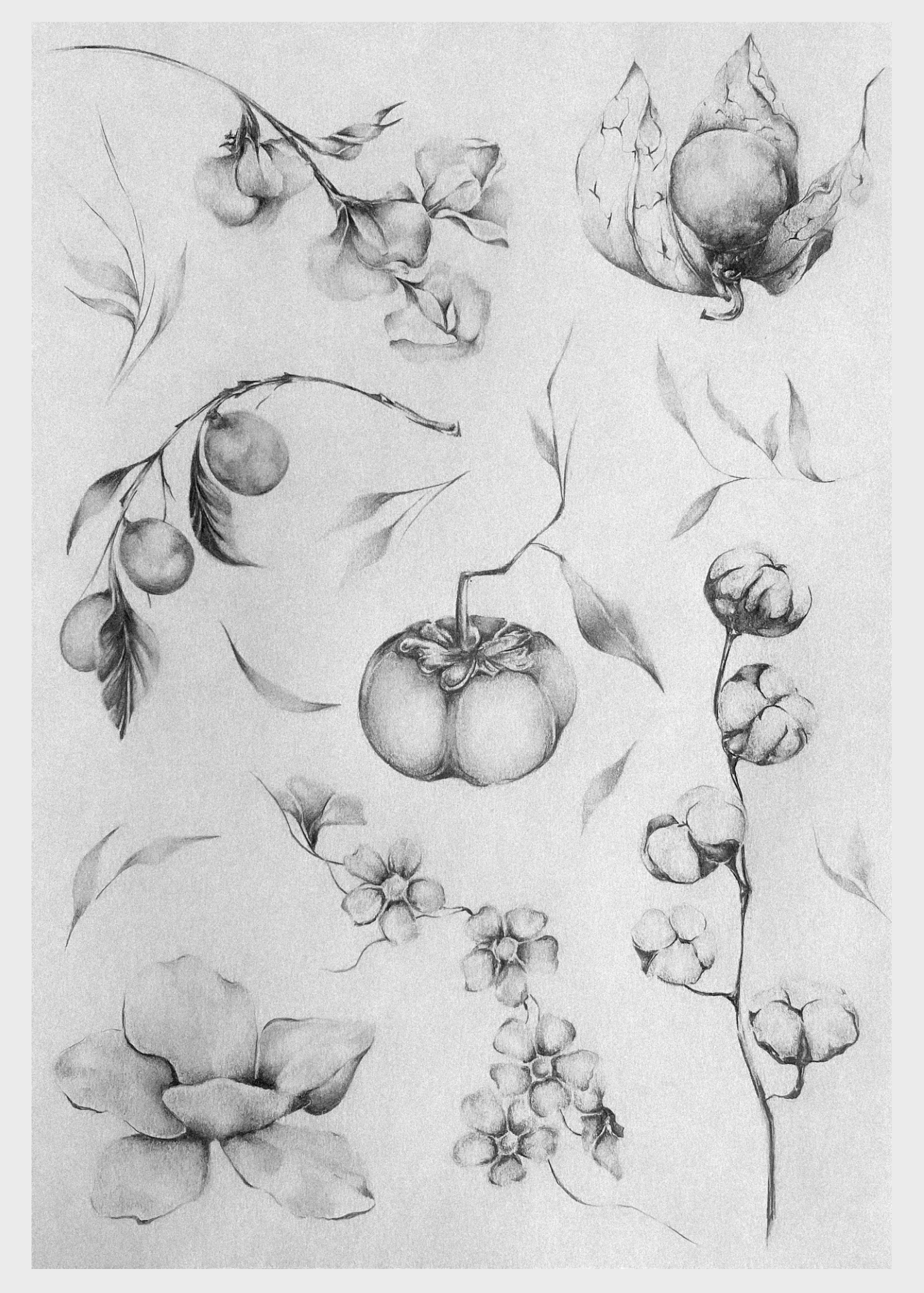 Sketches of various fruits and floral elements, including cherries, apples, a pumpkin, and flowers.
