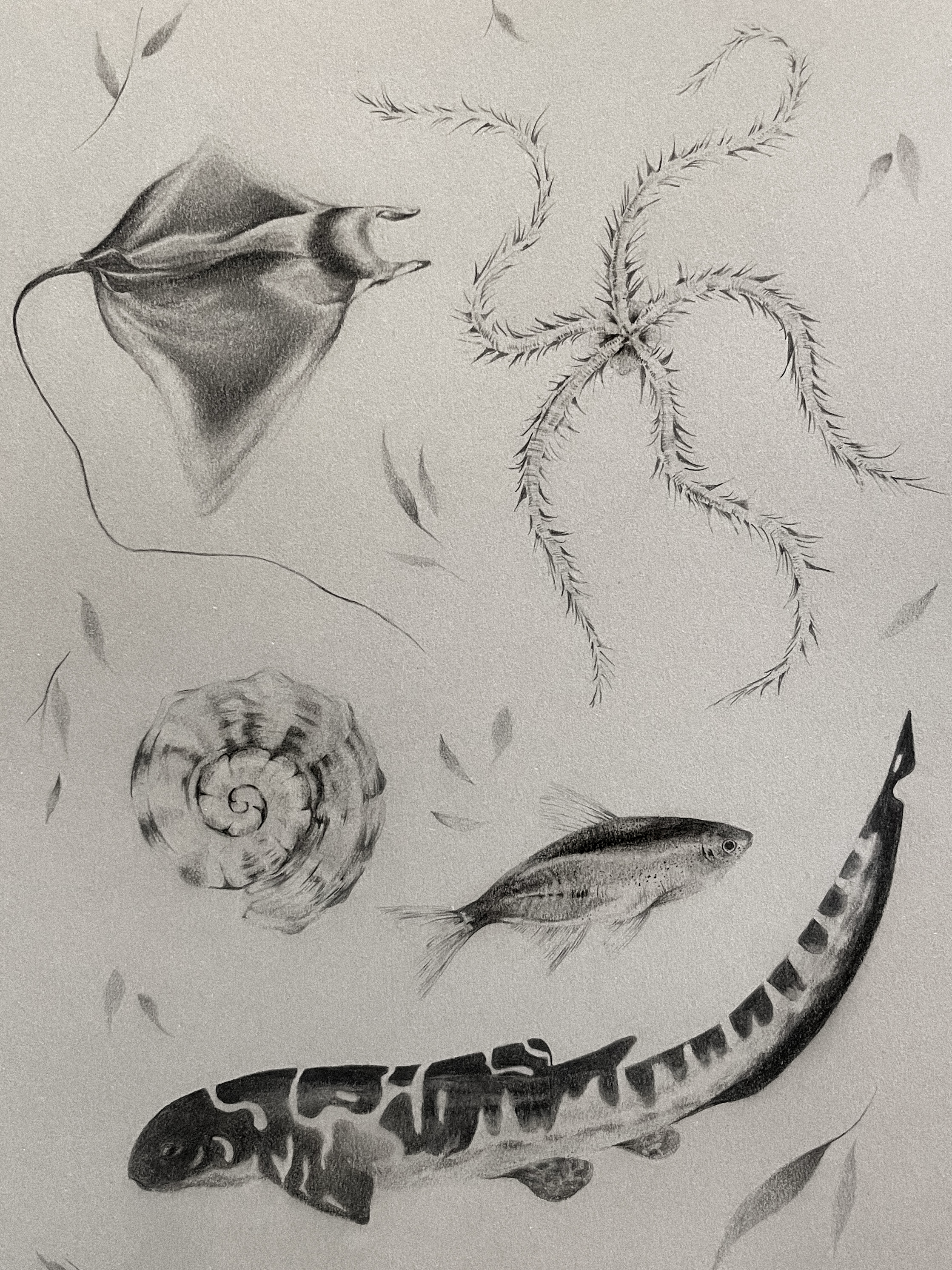 A detailed black and white drawing of a fish, a shell, a plant with thin, spiky leaves, a frog, and a lizard, with some small leaf motifs scattered around.