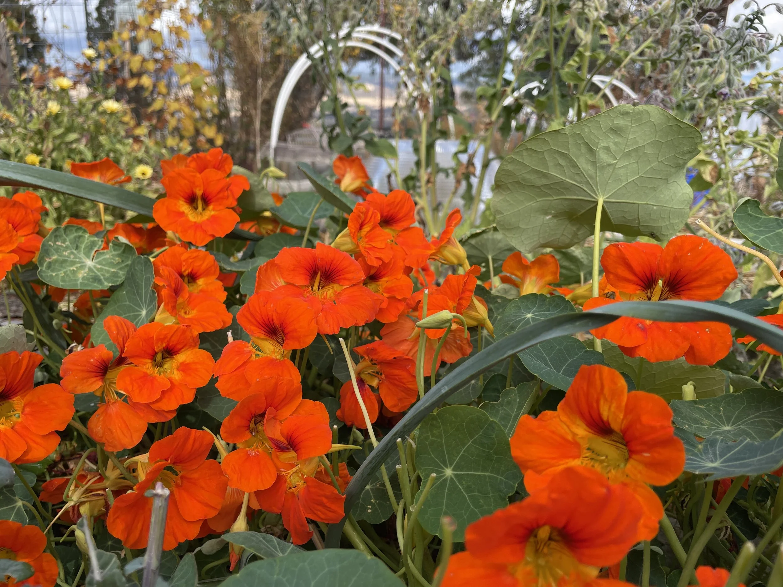 nestursiums.jpg