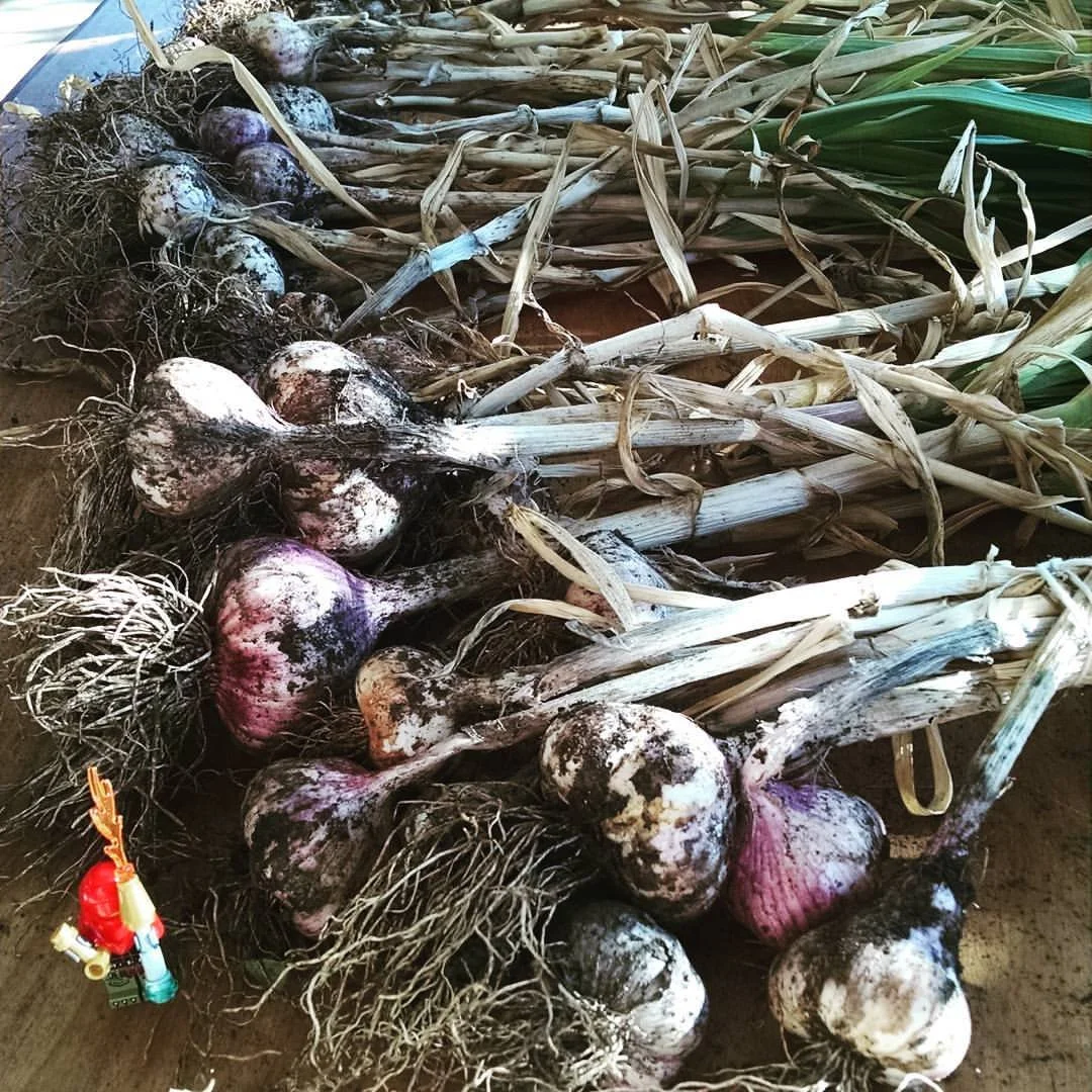garlicharvest.jpg