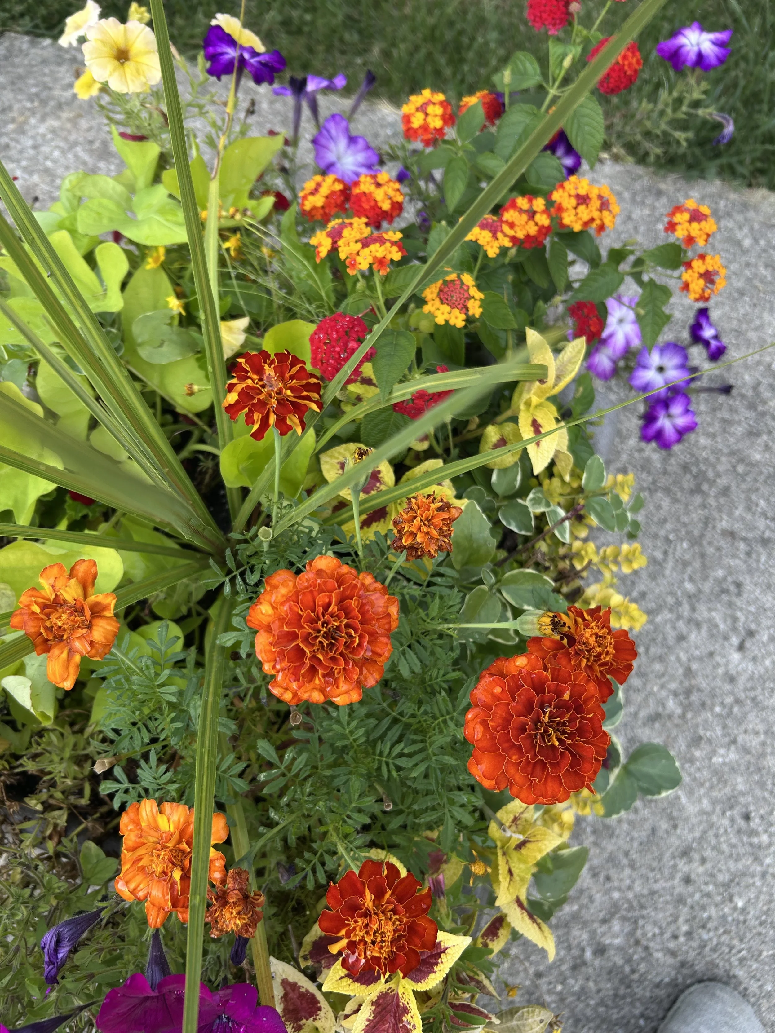 IMG_6901.jpeg
