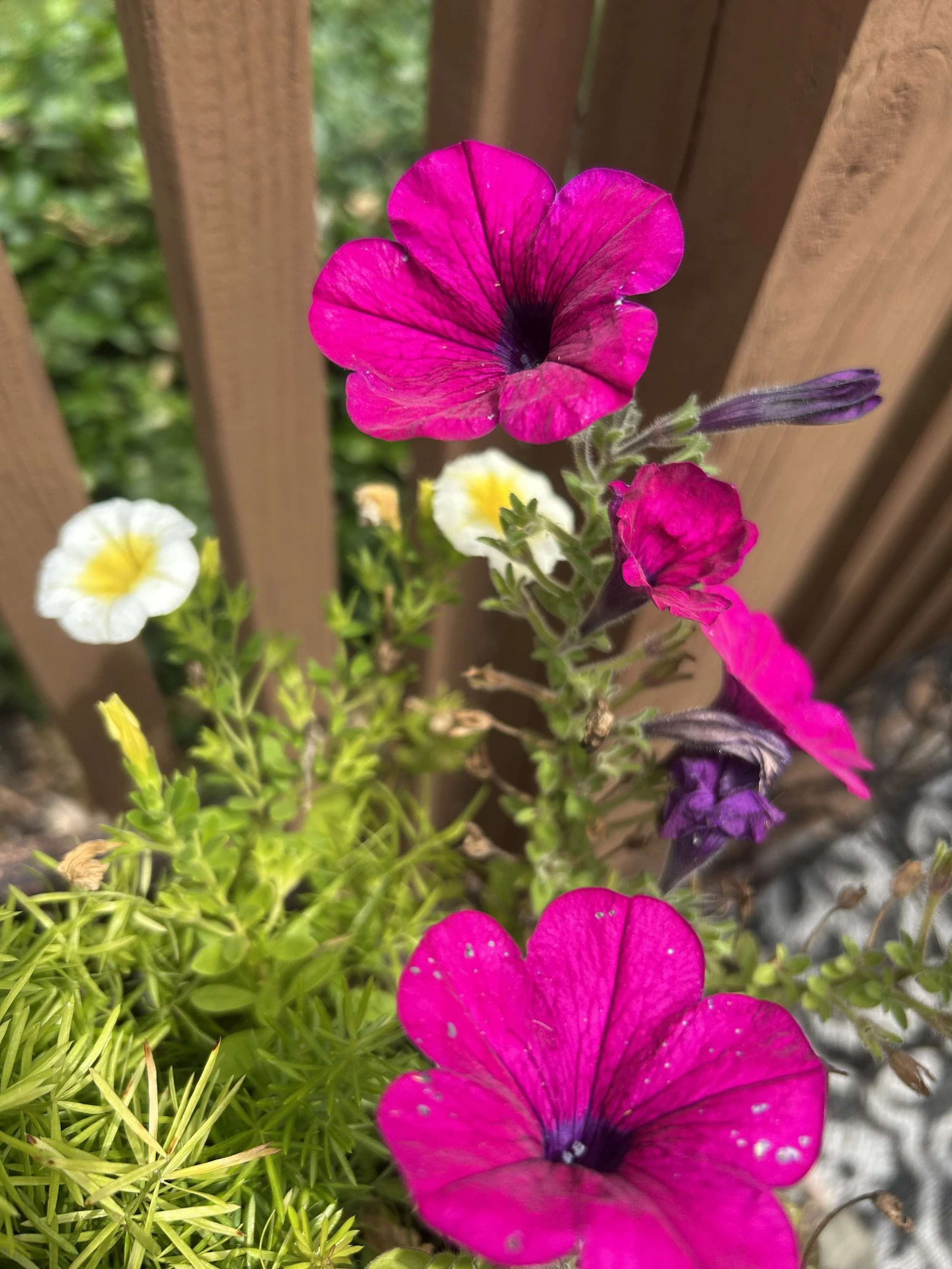 IMG_6822.jpeg