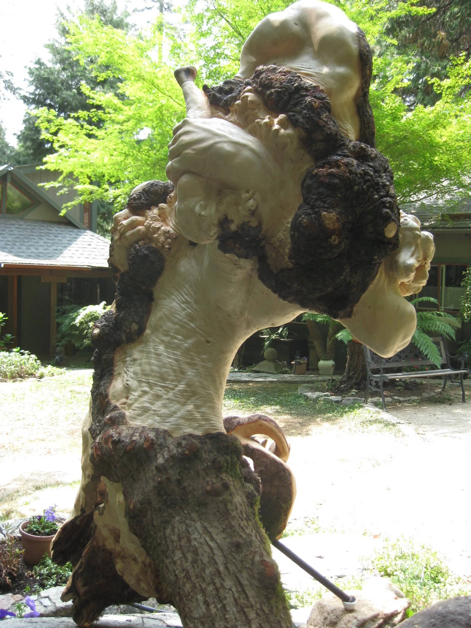 OROBORUS 4 1/2 ft. x 3 ft. Big Leaf Maple