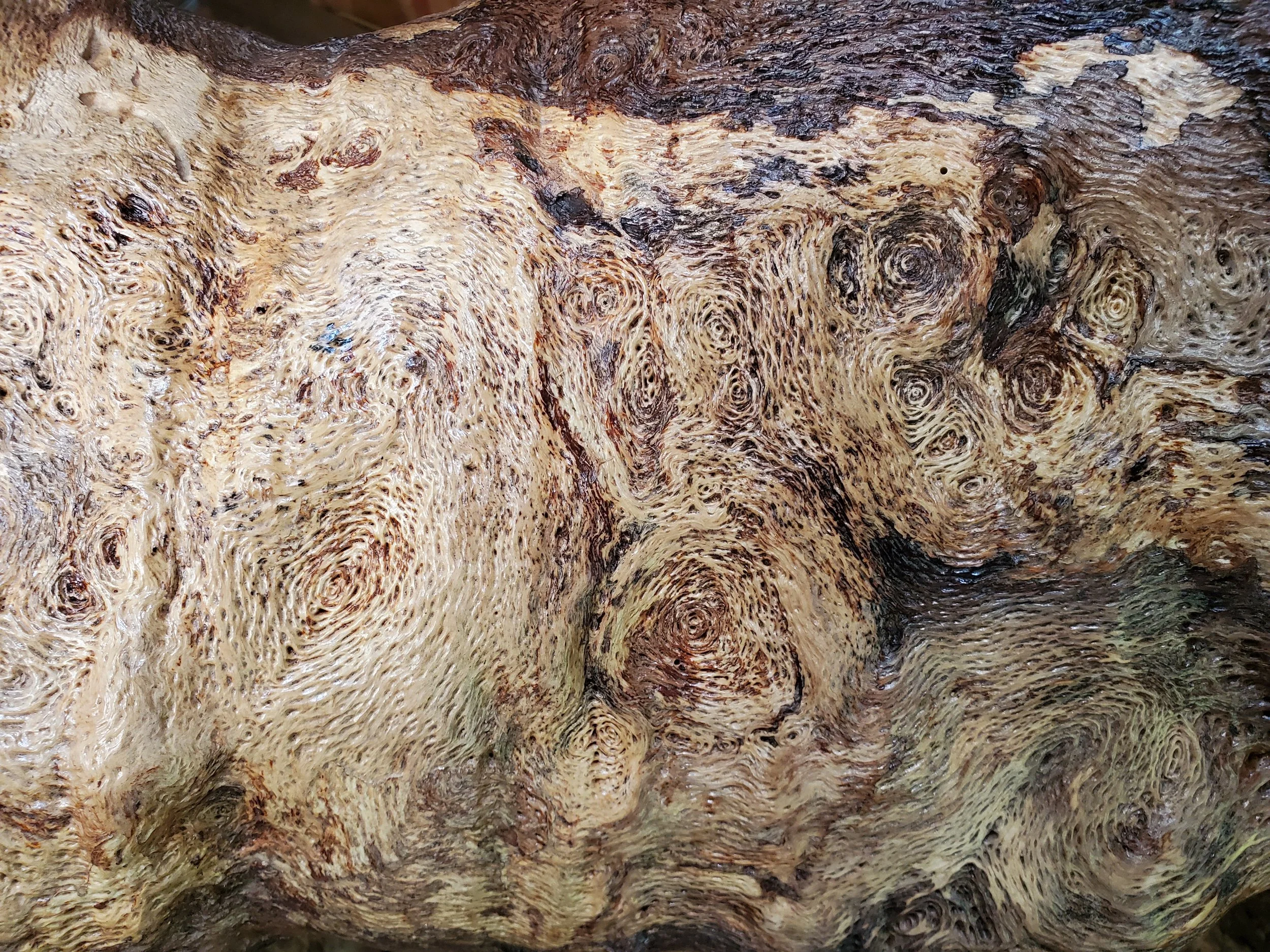 natures designs that mirror Van Gogh's painting "Starry Nights"