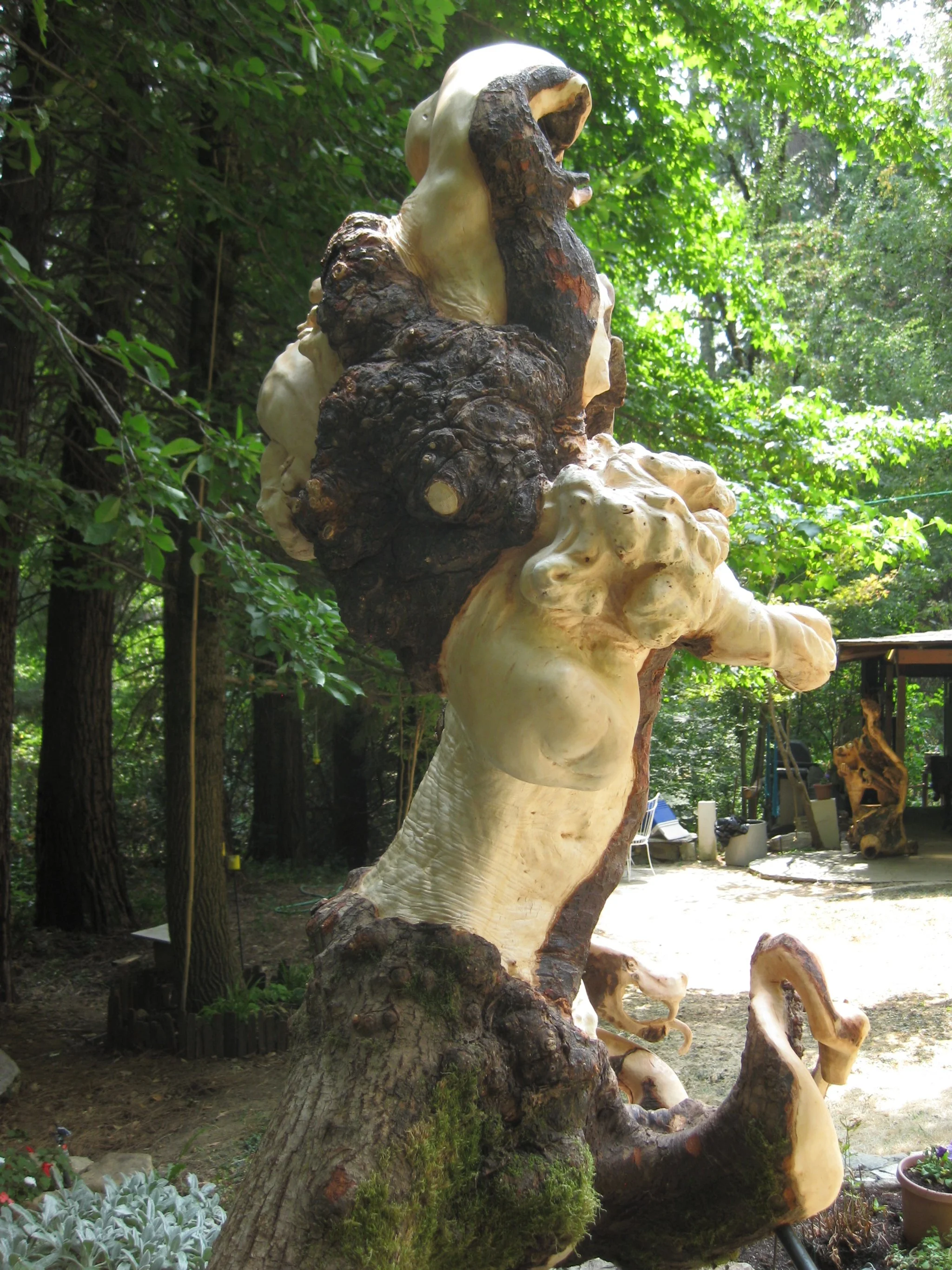 OROBORUS 4 1/2 ft. x 3 ft. Big Leaf Maple