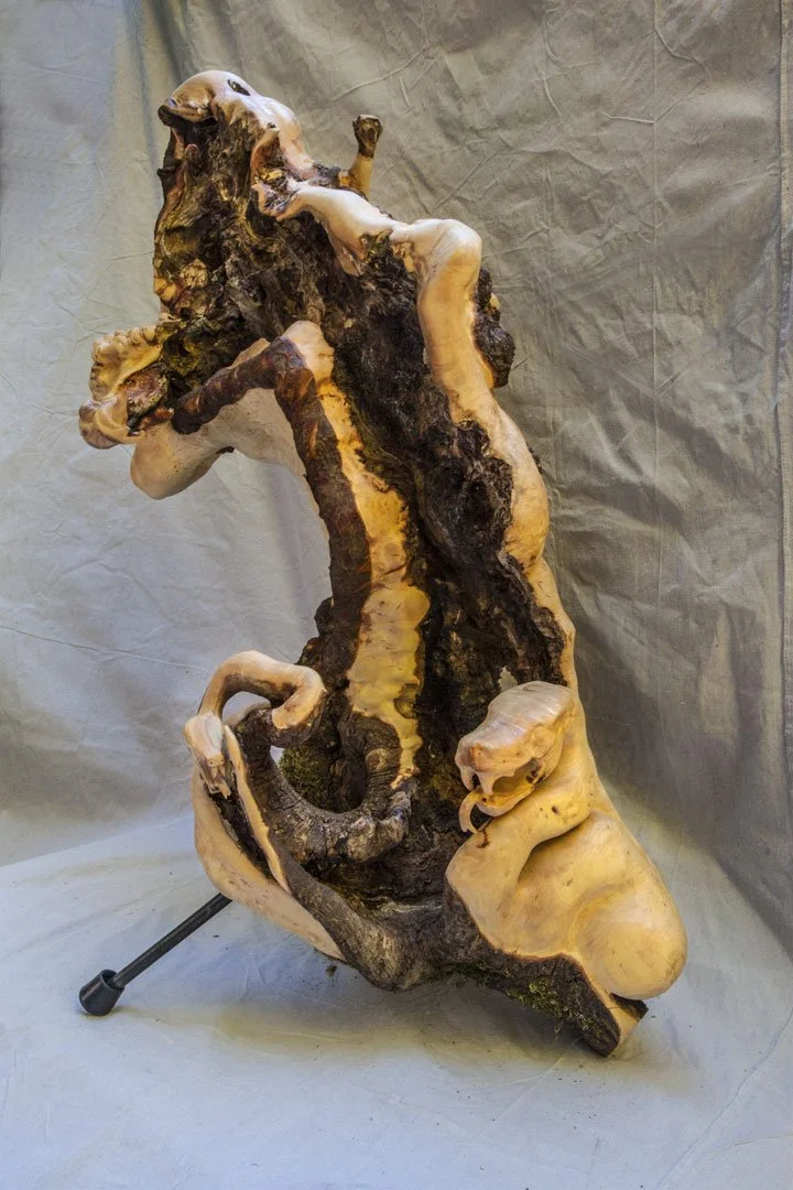 OROBORUS 4 1/2 ft. x 3 ft. Big Leaf Maple