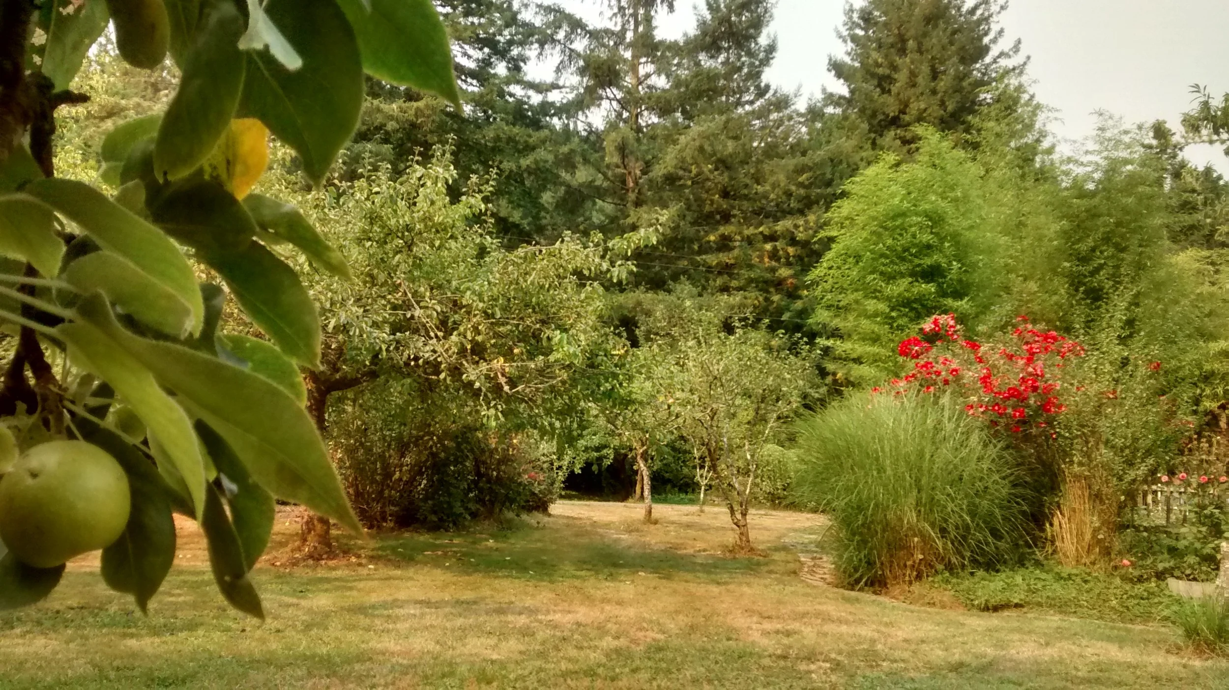Orchard