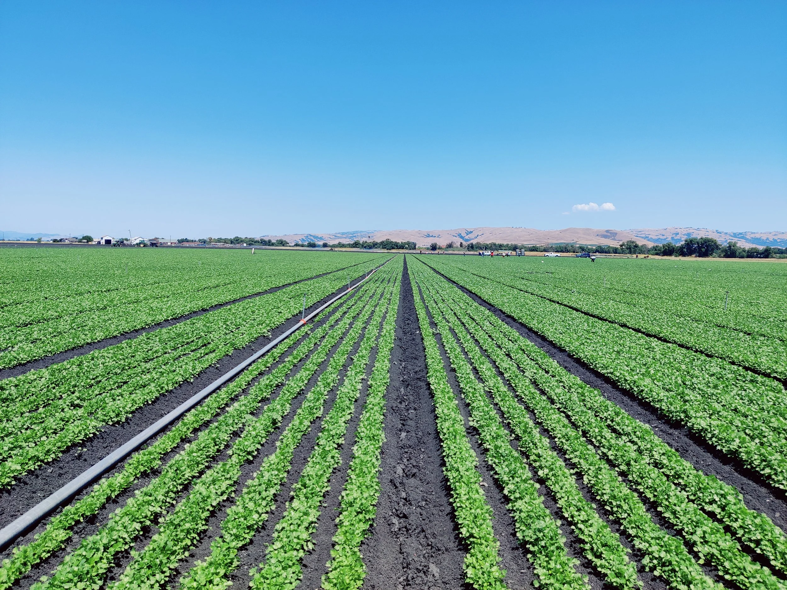 Field Trial: Calcium-Fortified Ash Tea Improves Nitrogen Efficiency and Yield in Organic Cilantro&nbsp;