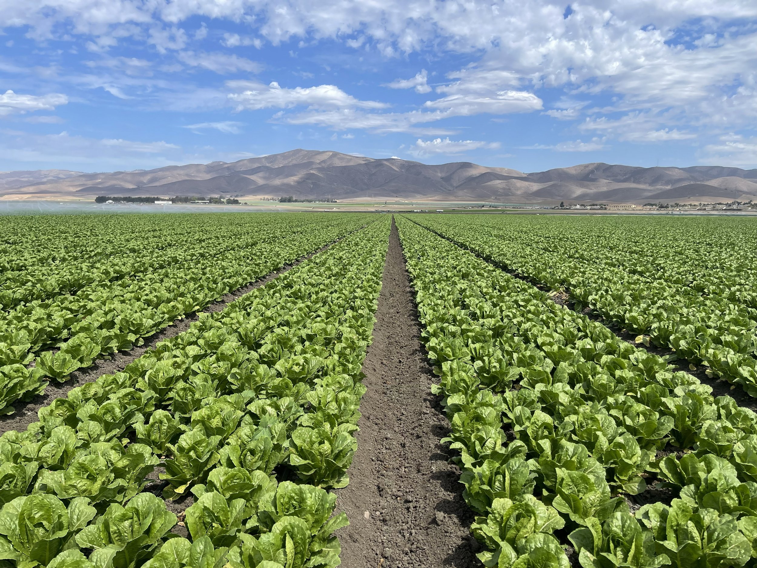 Field Trial: Calcium-Fortified Ash Tea Organic Fertilizer Enhances Soil Health, Yield, and Quality in Organic Romaine Lettuce&nbsp;&nbsp;