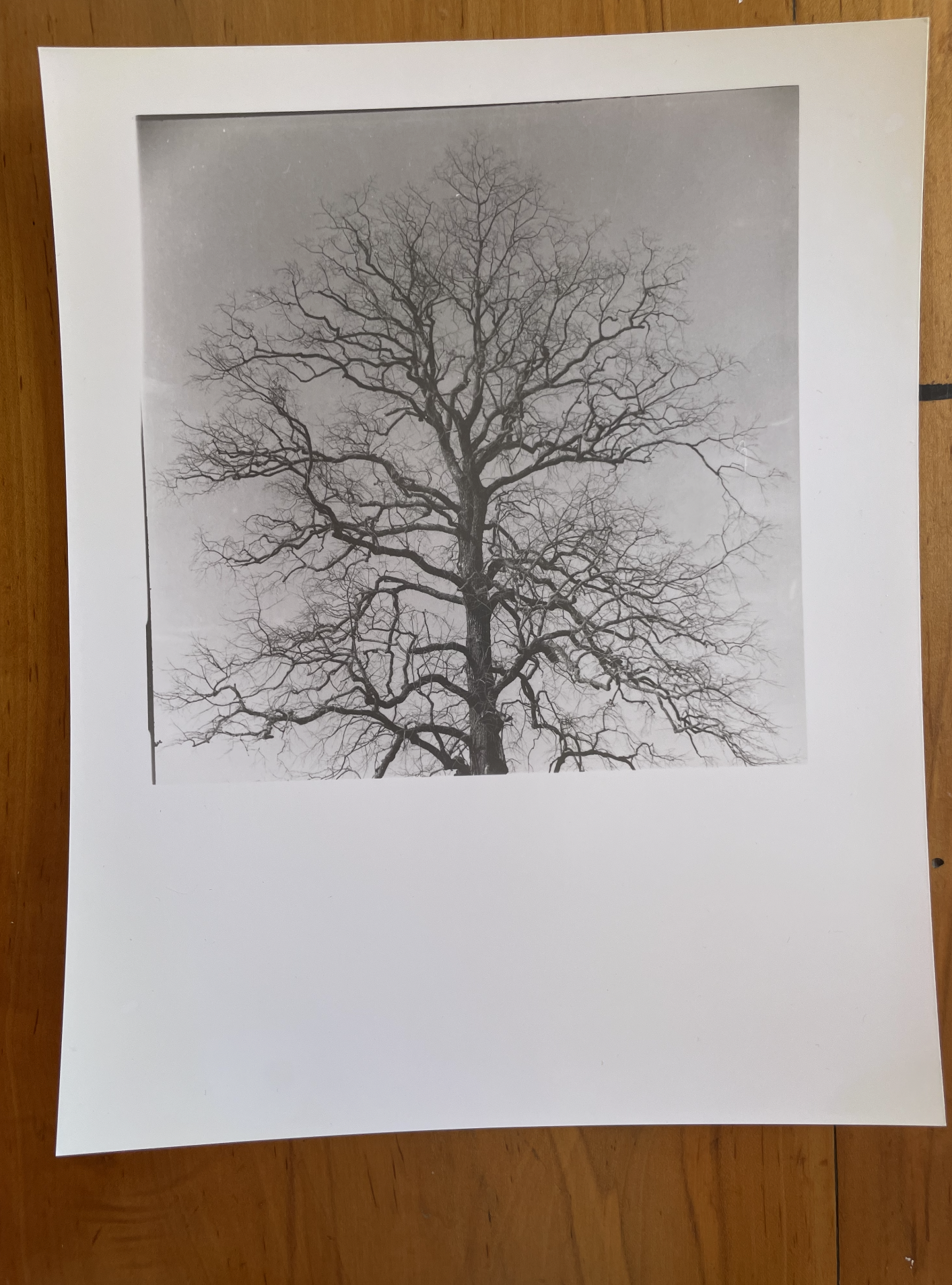 8x10 Heartward Tree Top