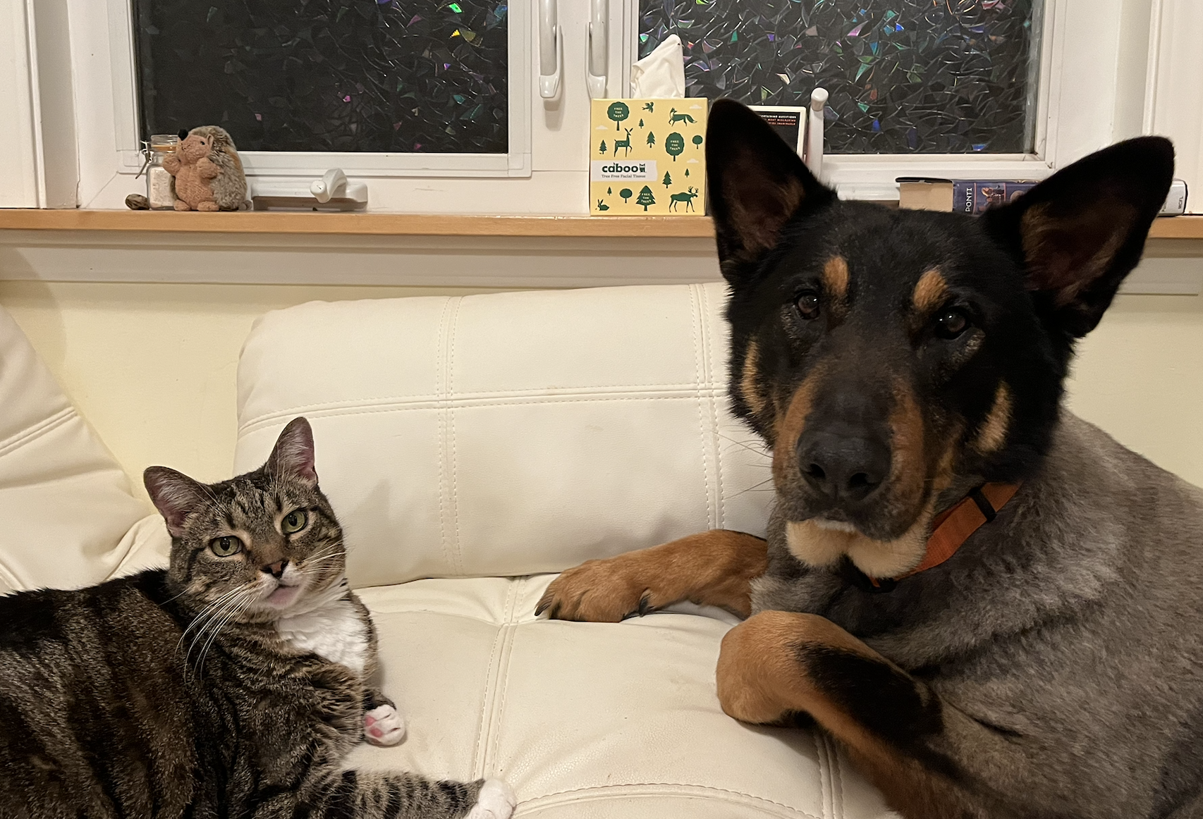 cute black and tan dog with ears perked up and curious grey and white striped cat look adoringly at the camera