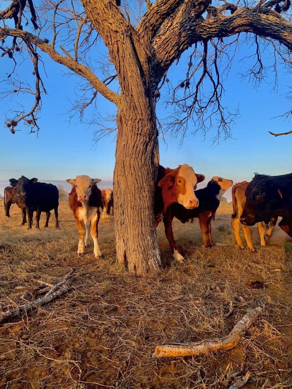Drought Proofing Your Ranch