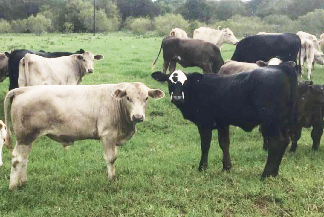 Diverse Solutions in Livestock Production