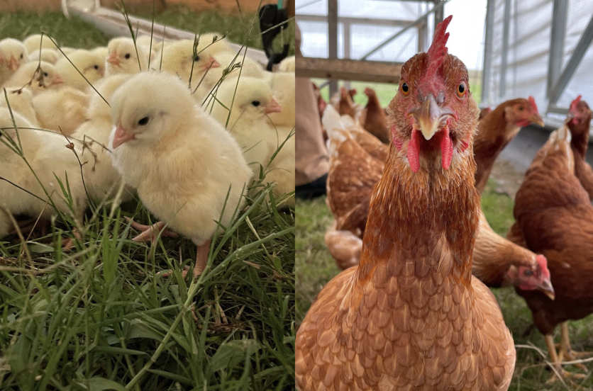 Greener Pastures In Regen Ag