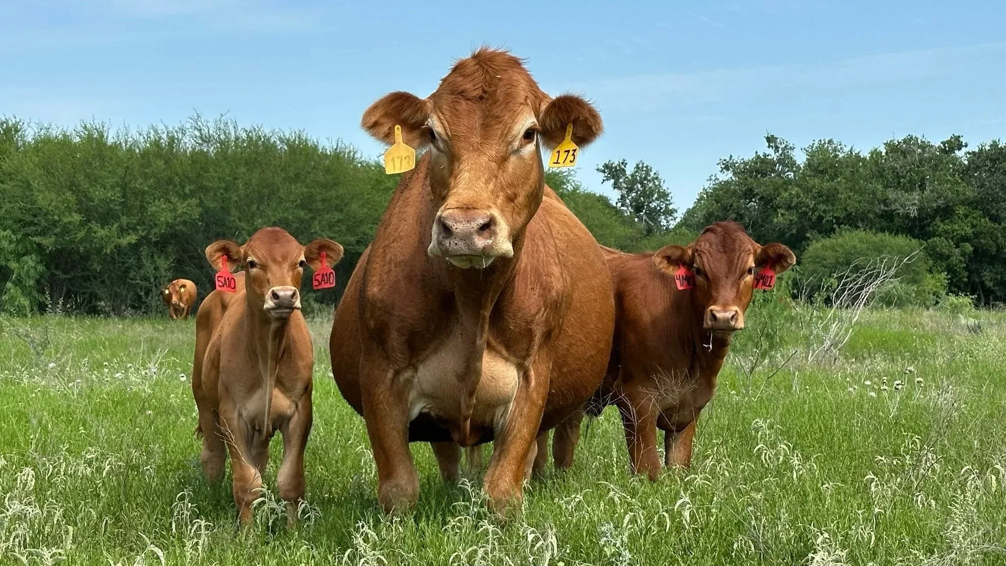 MASTERING REGENERATIVE SUCCESS - Shertz TX