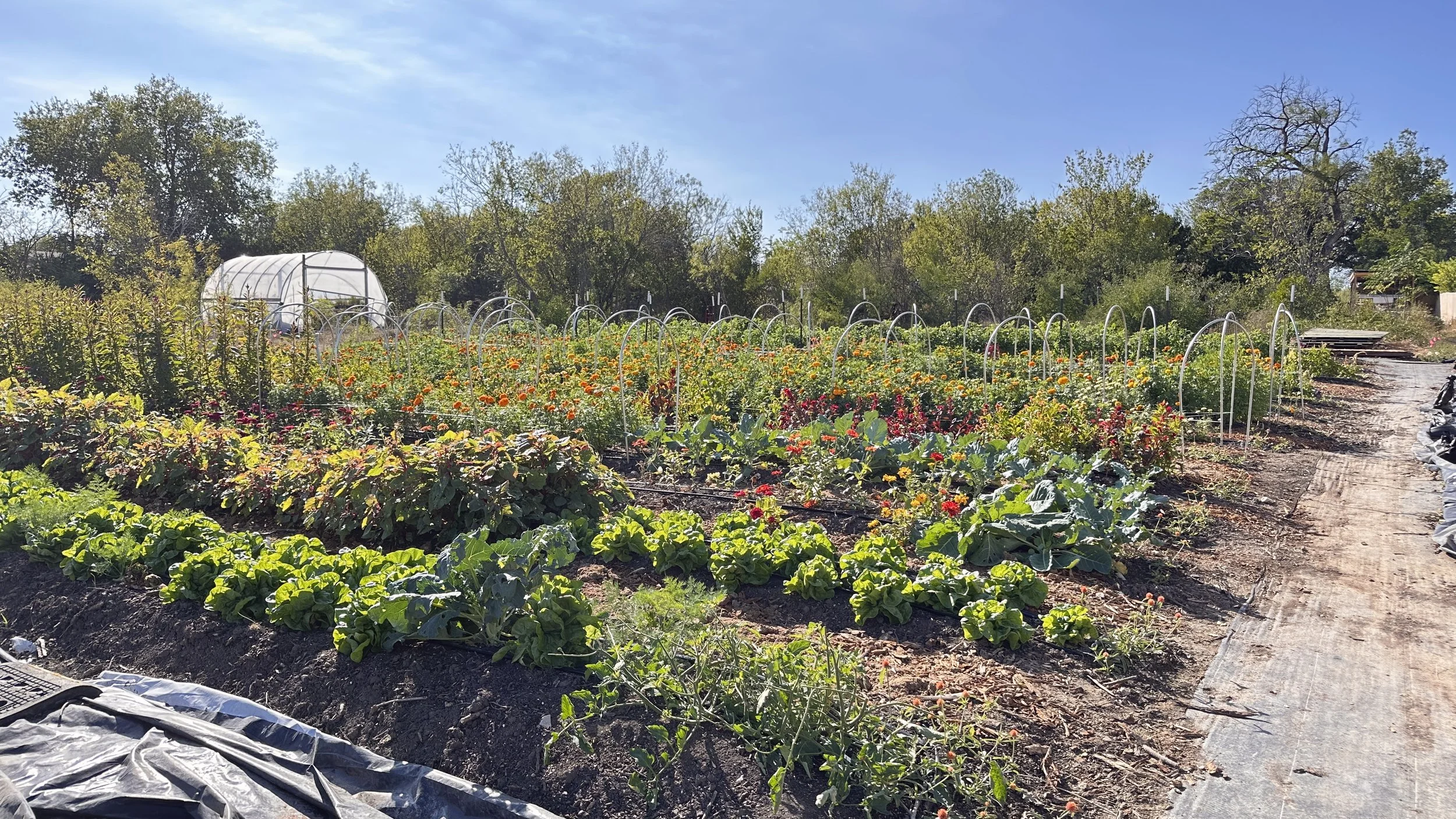 SOIL HEALTH: FOUNDATION FOR REGENERATIVE AGRICULTURE