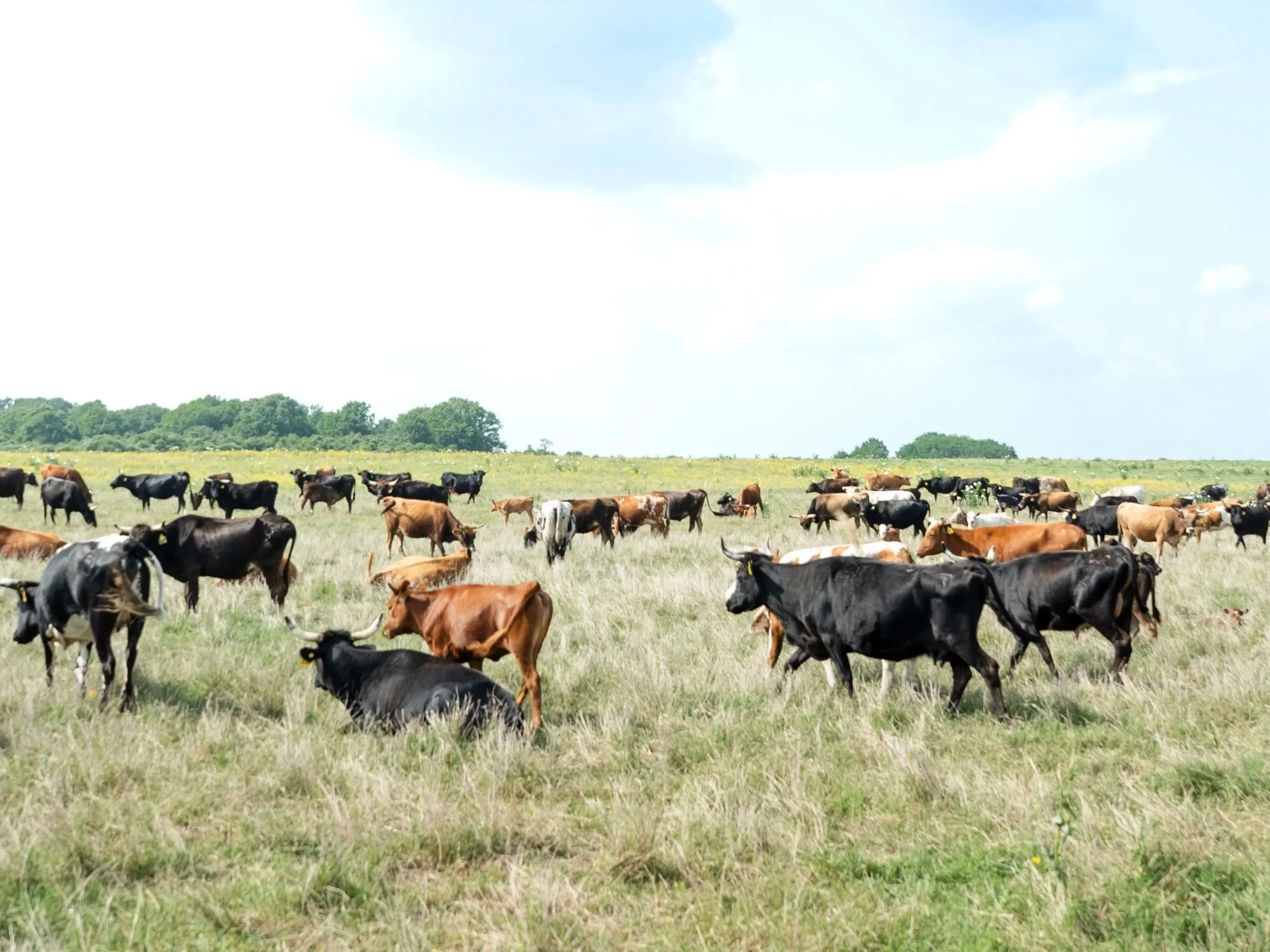 GRAZING SCHOOL: BUILDING RESILIENCE
