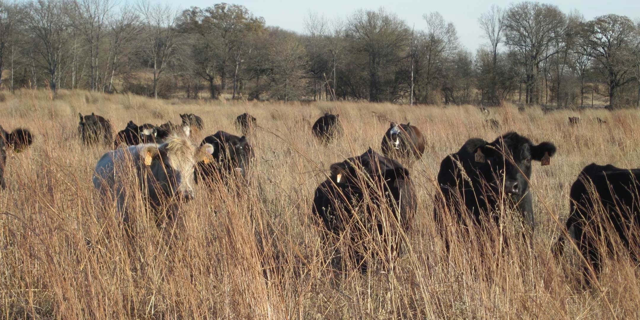 PRESERVING YOUR LAND: Today and for Generations to Come