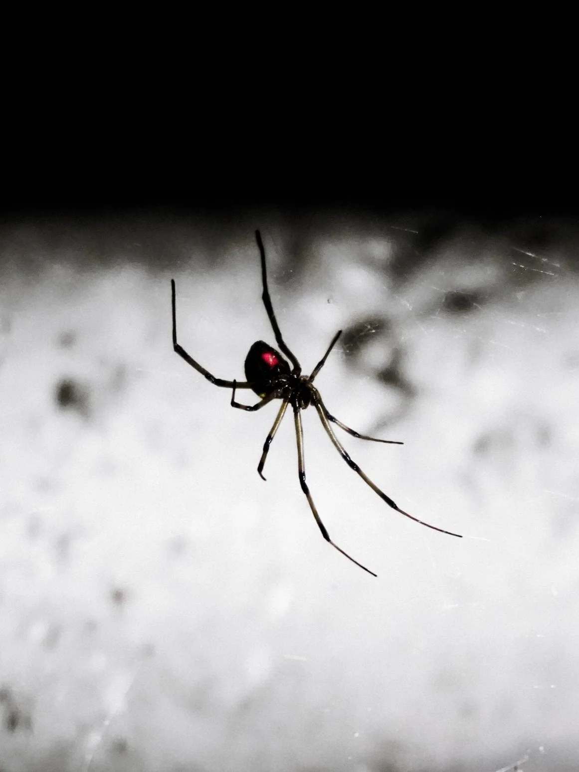 Close-up of a black spider with a red marking on its abdomen, hanging on a web against a blurred background.