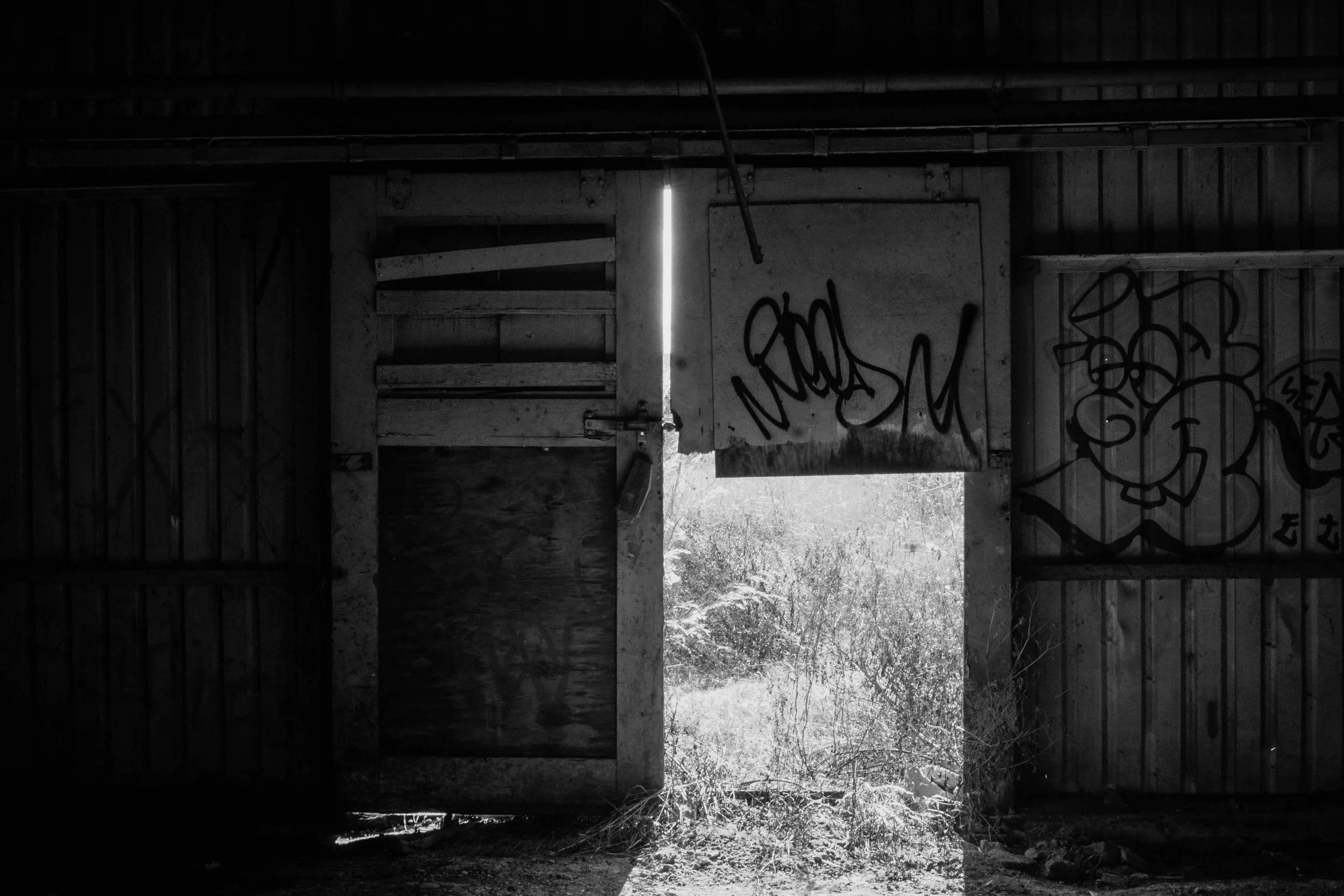 Open door of an abandoned, graffiti-covered wooden structure with sunlight streaming in, revealing overgrown vegetation outside.