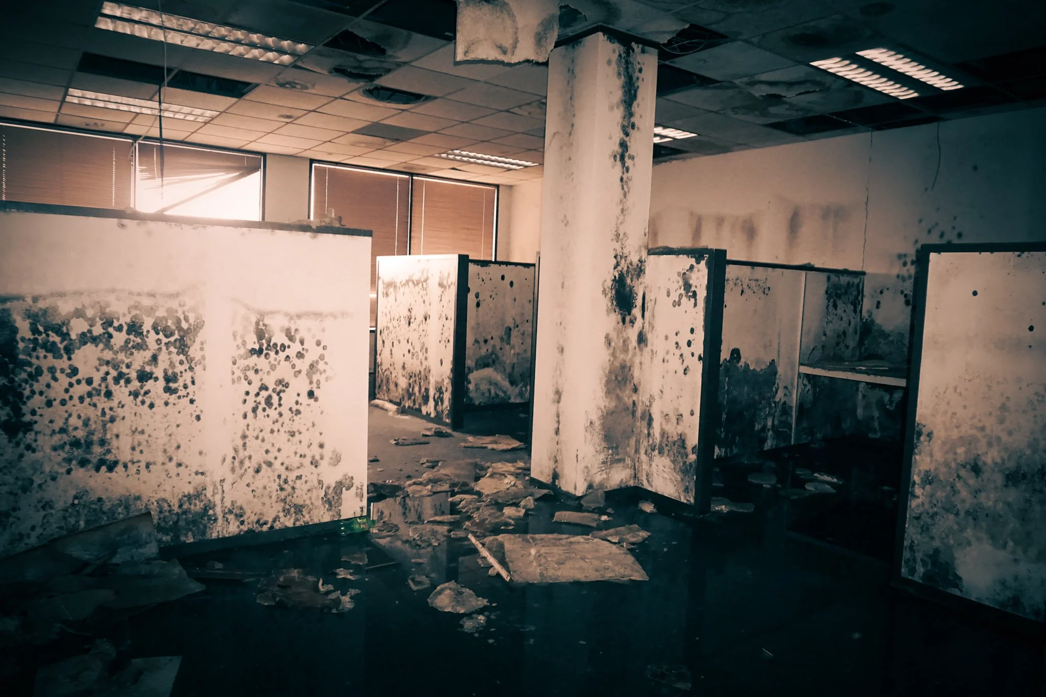 An abandoned office space covered in mold and dirt, with broken ceiling tiles and debris on the floor.
