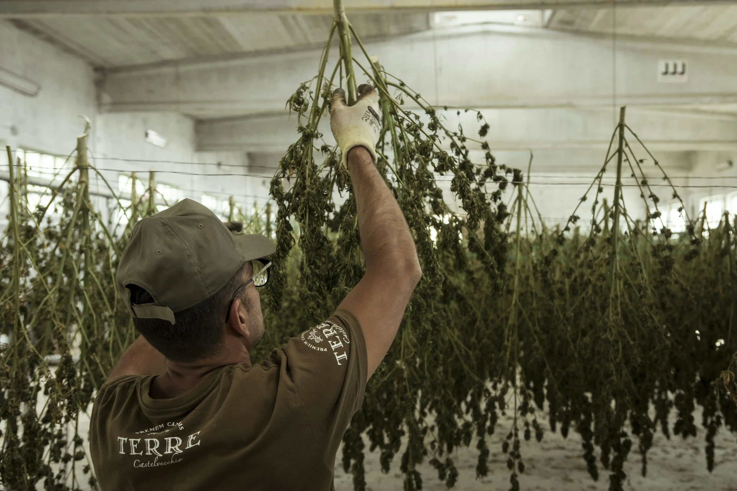 Cost Accounting for NY Cultivators:The Secret to Surviving 280E