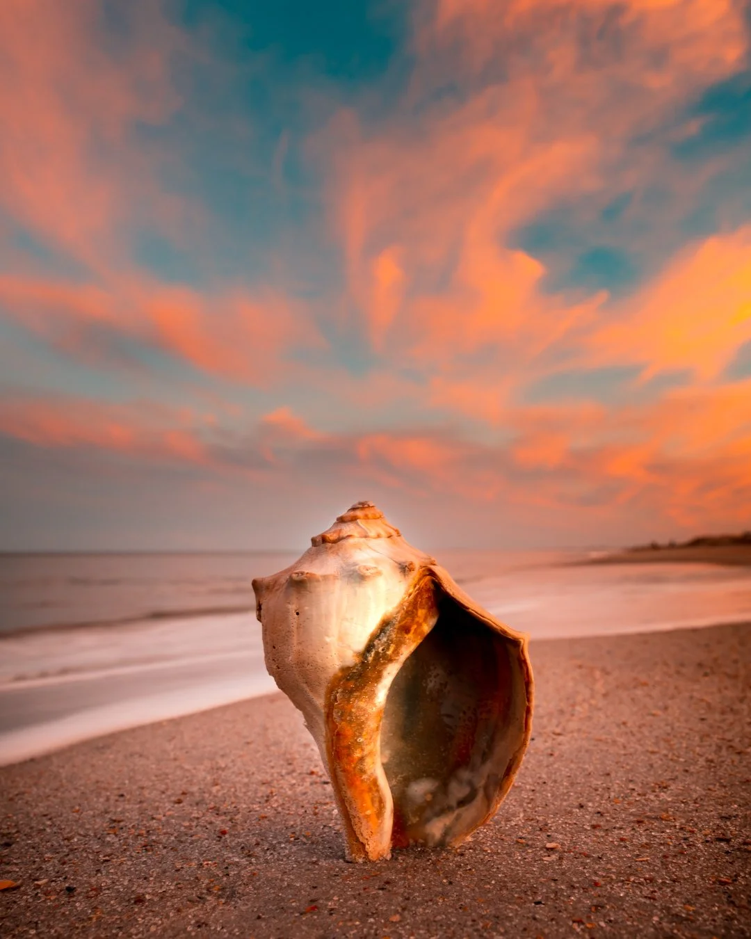 A large sea shell on sandy beach at sunset with pink and orange clouds in the sky.