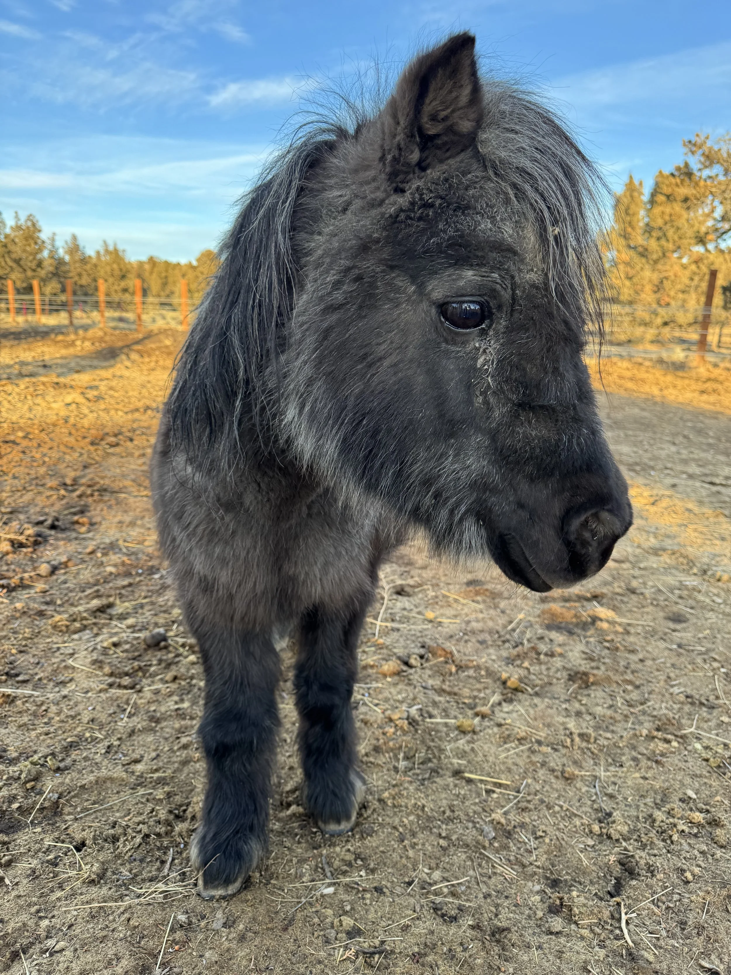 stormy mini horse
