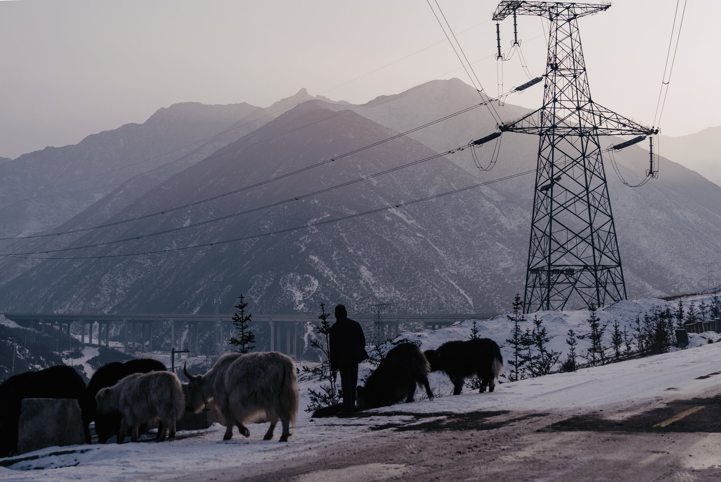 2025, February, Daban Mountain, Qinghai