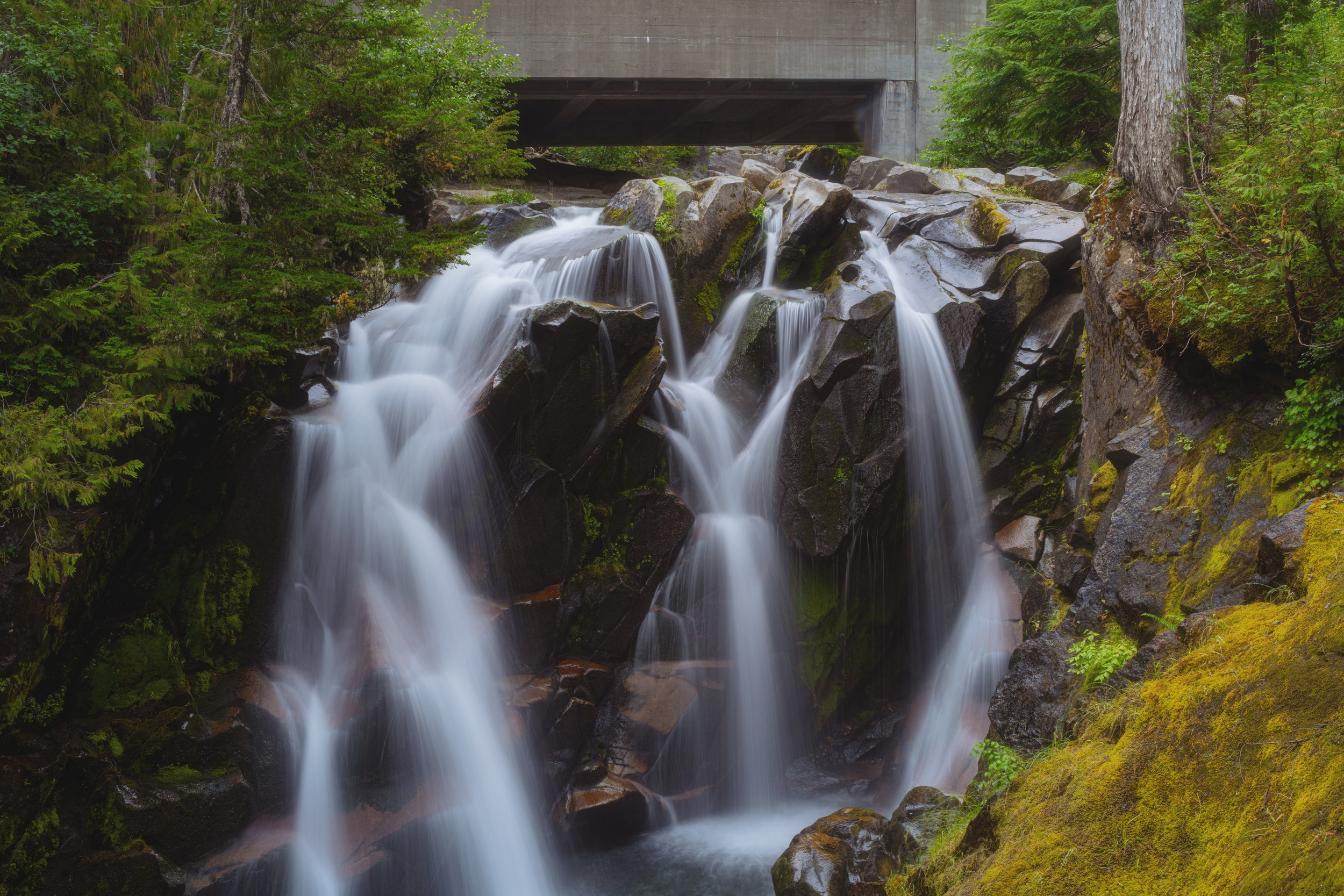 August, 2024, Ashford, WA