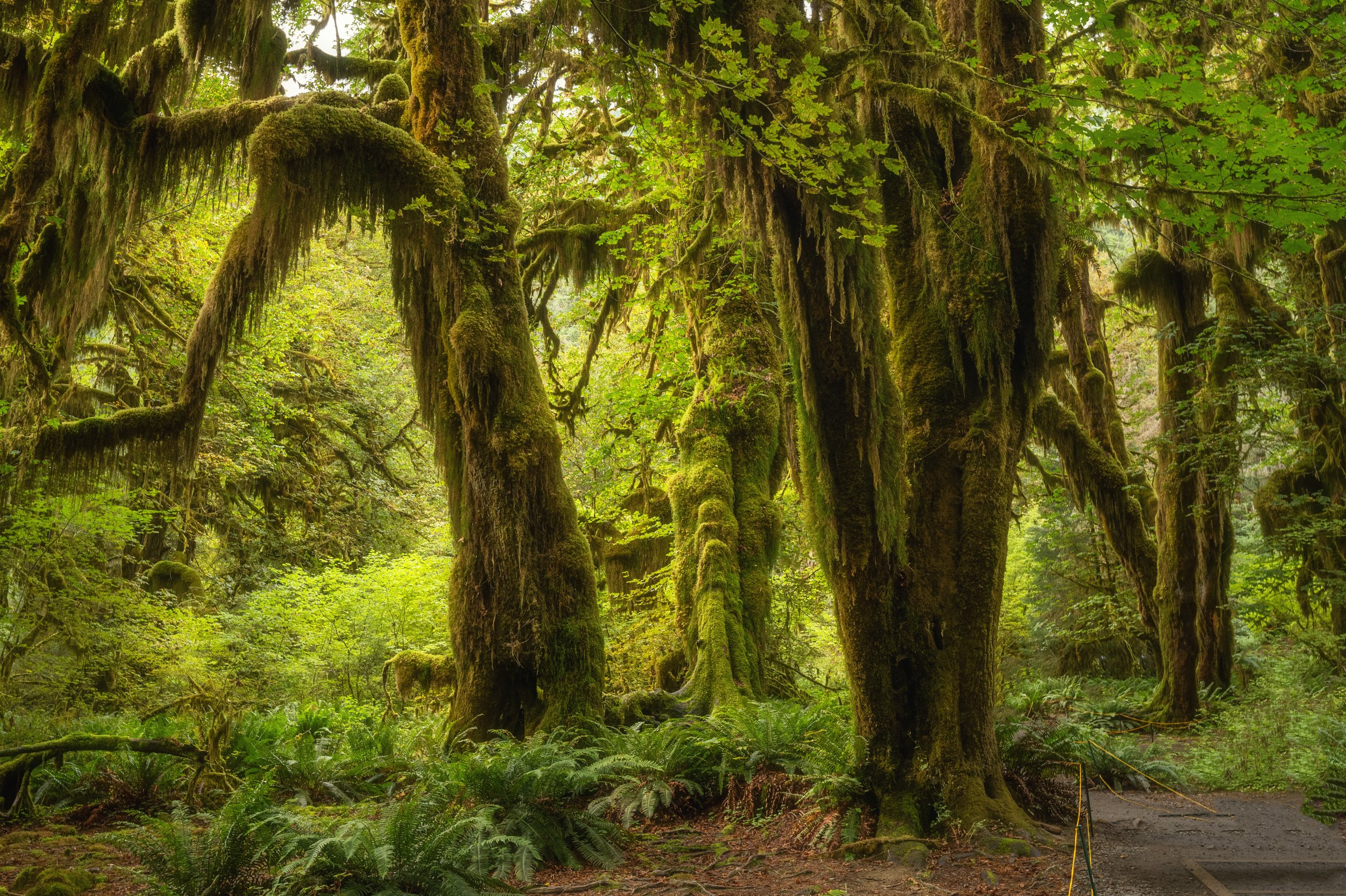 August, 2024, Forks, WA