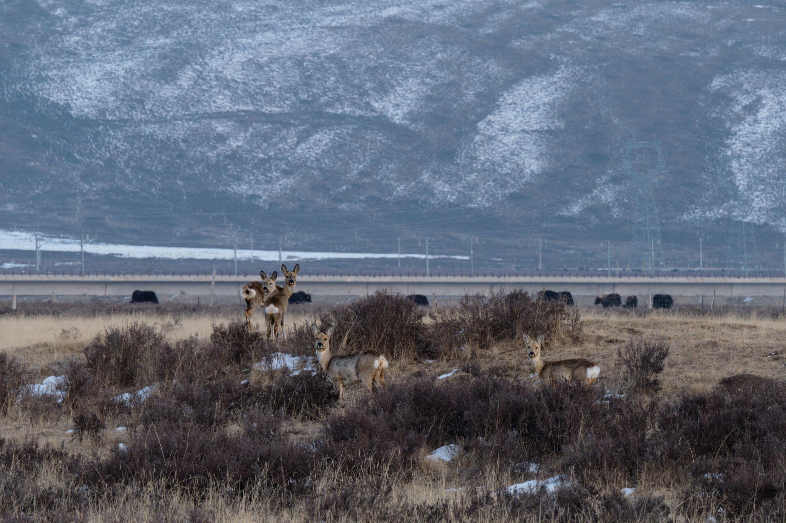 2025, February, Qilian Mountain, Qinghai