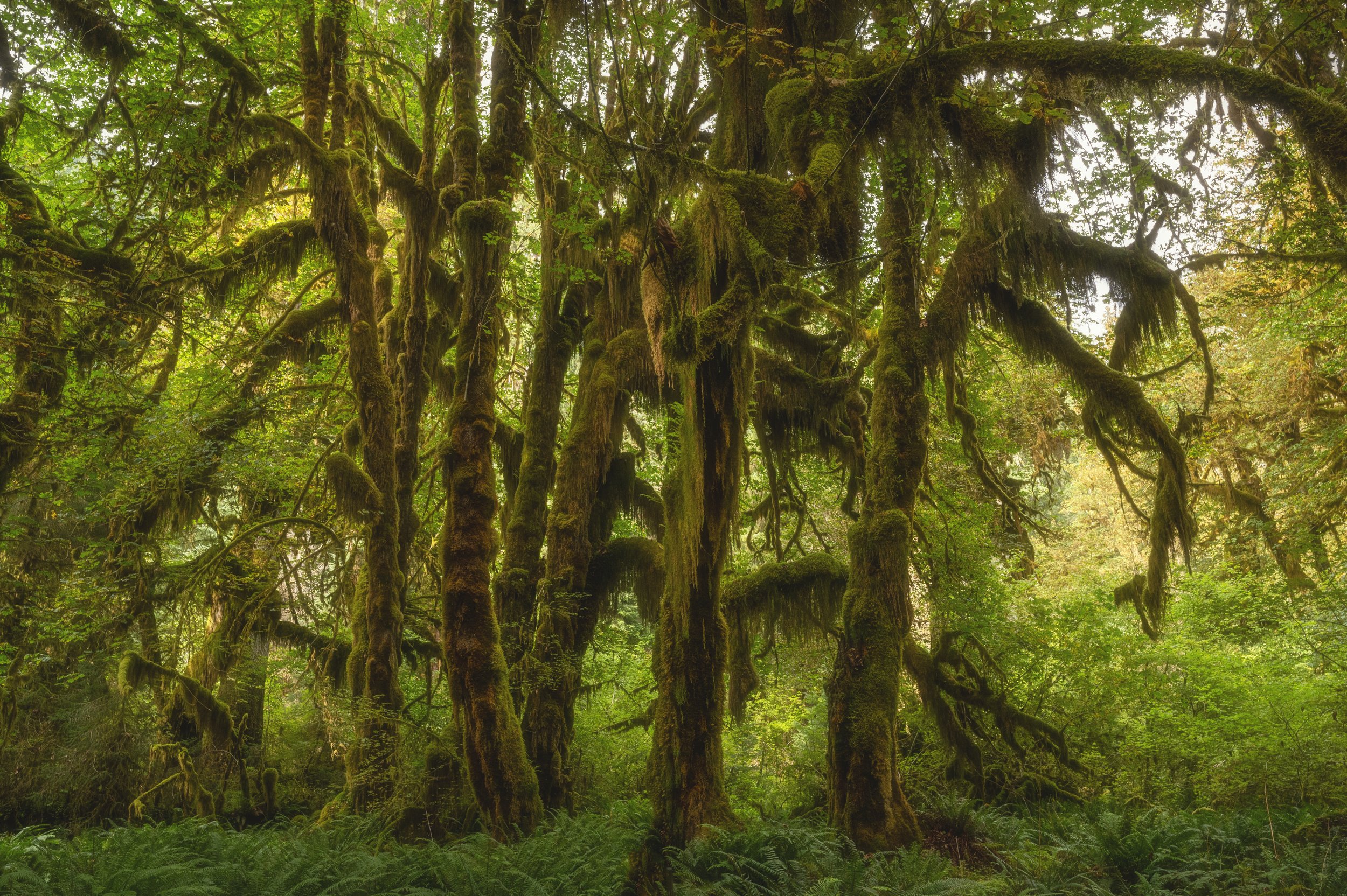 August, 2024, Forks, WA