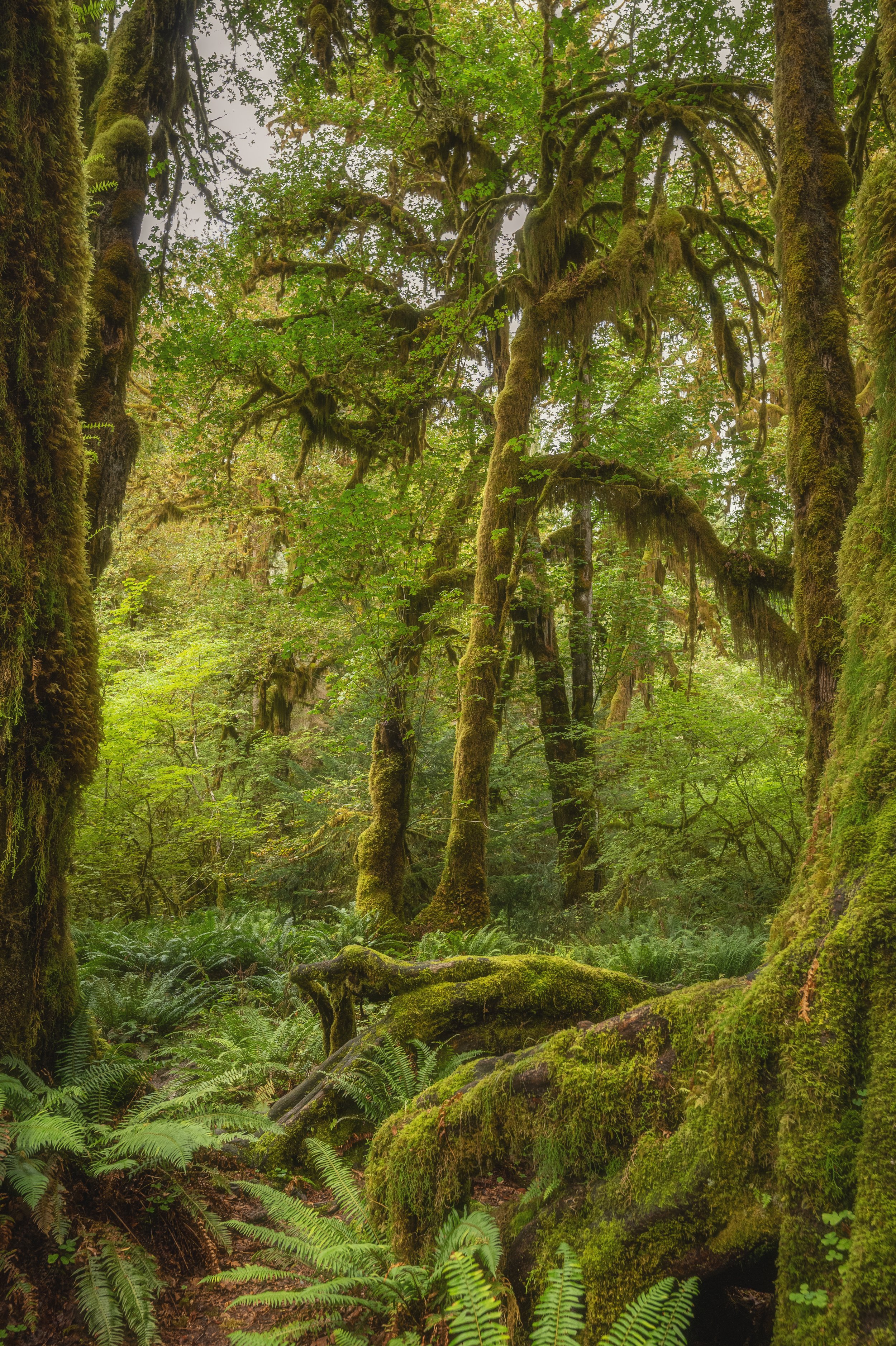 August, 2024, Forks, WA