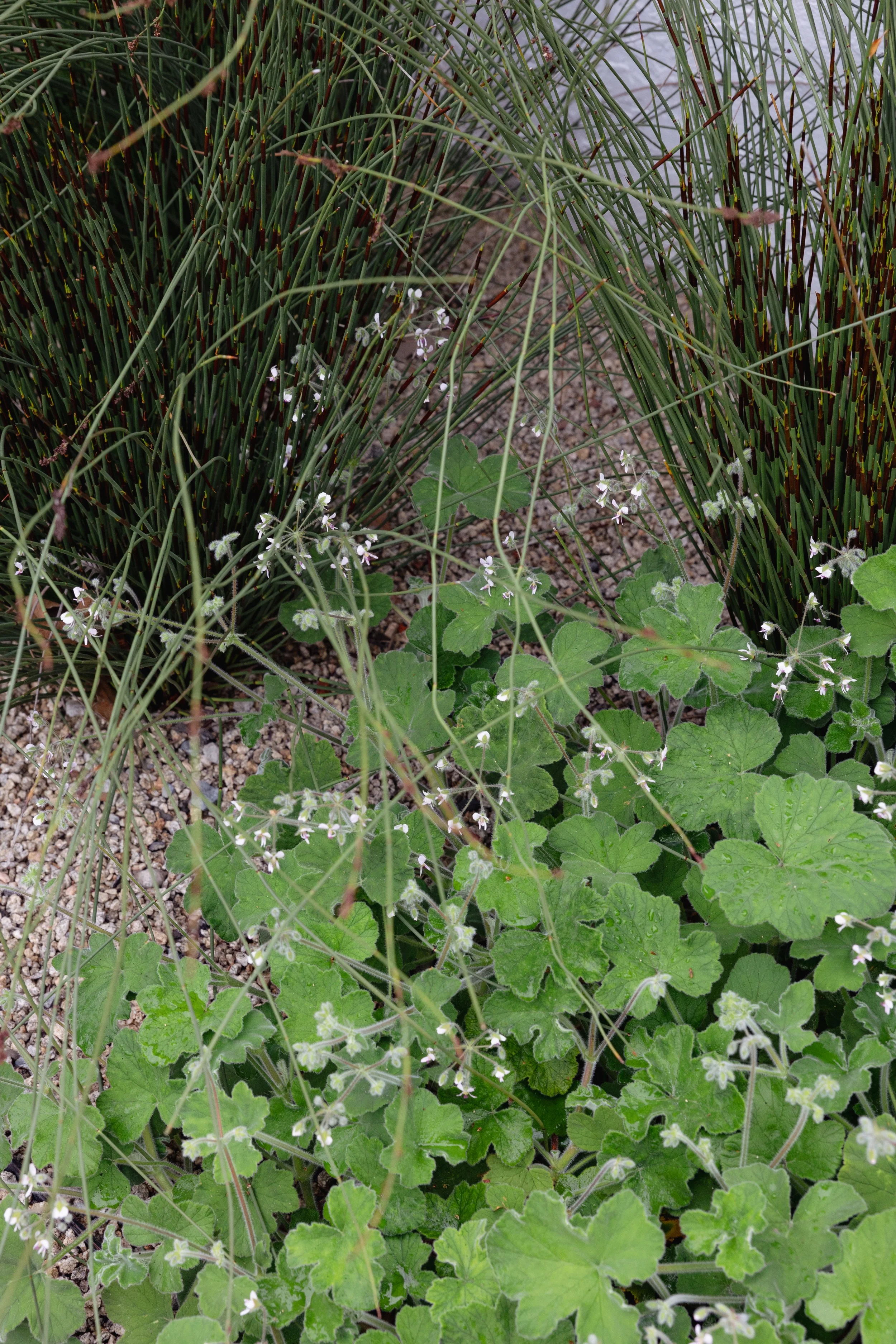 Soft low water garden.jpg