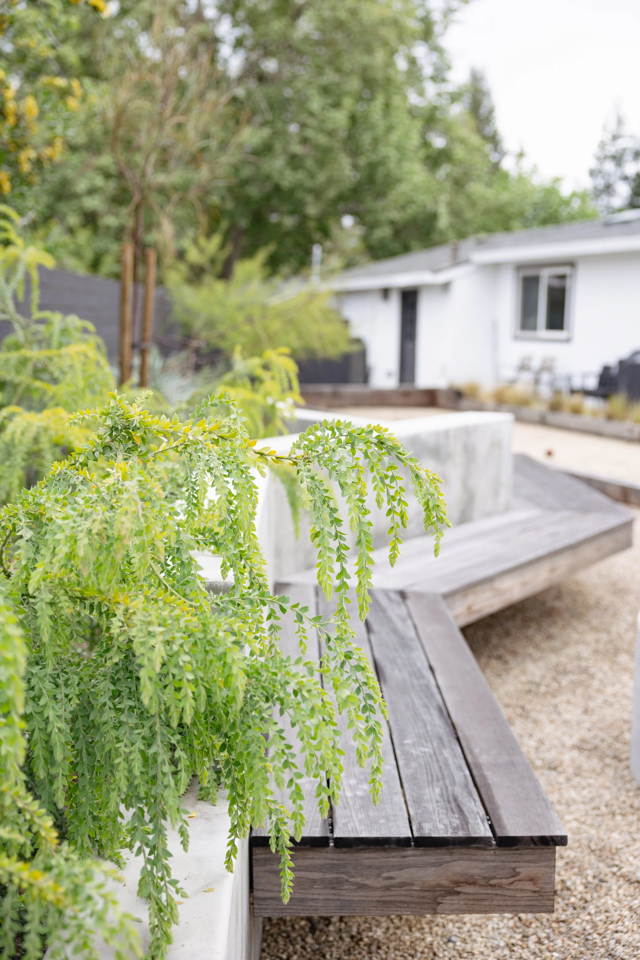 RuthBancroftGardenDesignConiferLane-6355.jpg