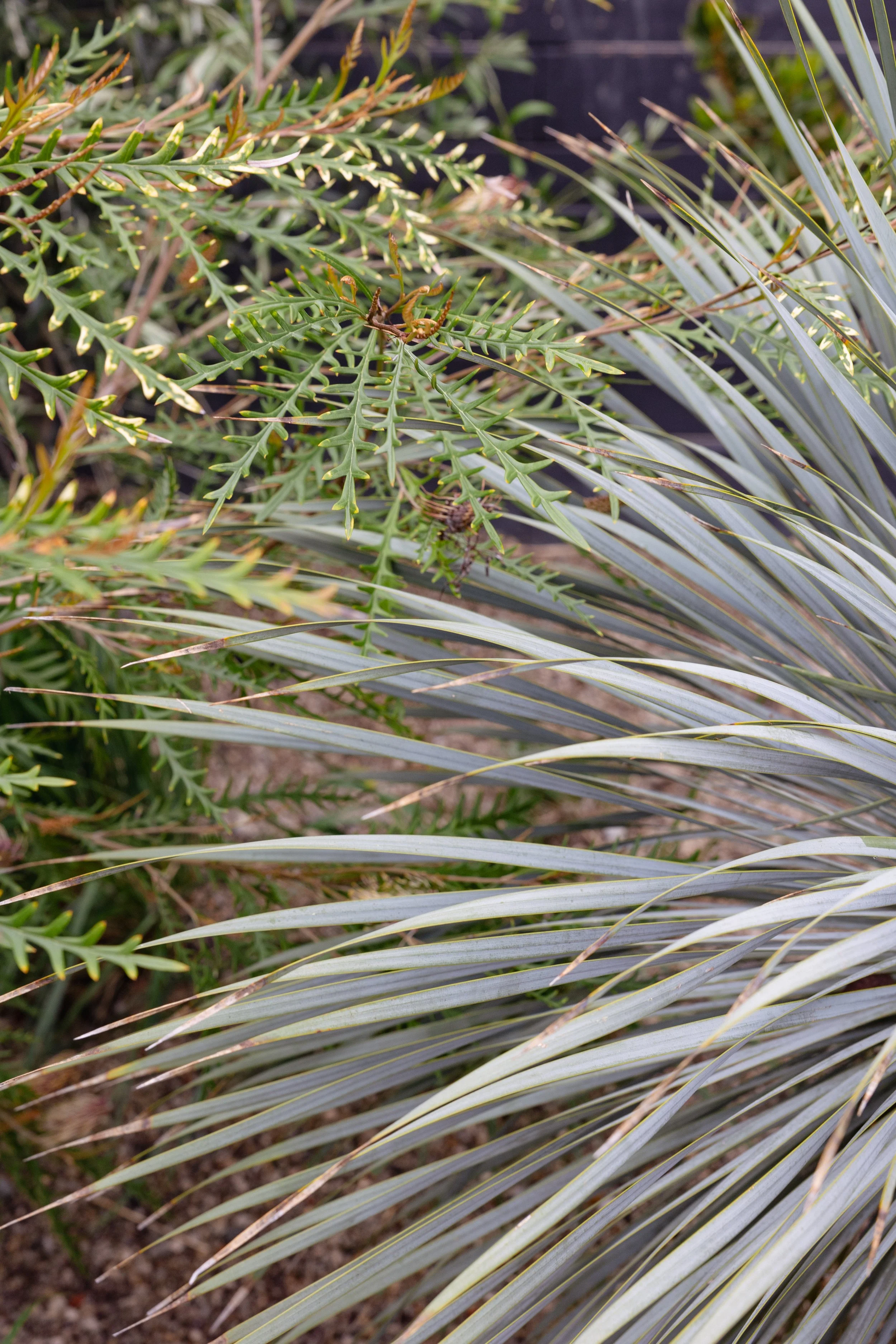 RuthBancroftGardenDesignConiferLane-6339.jpg