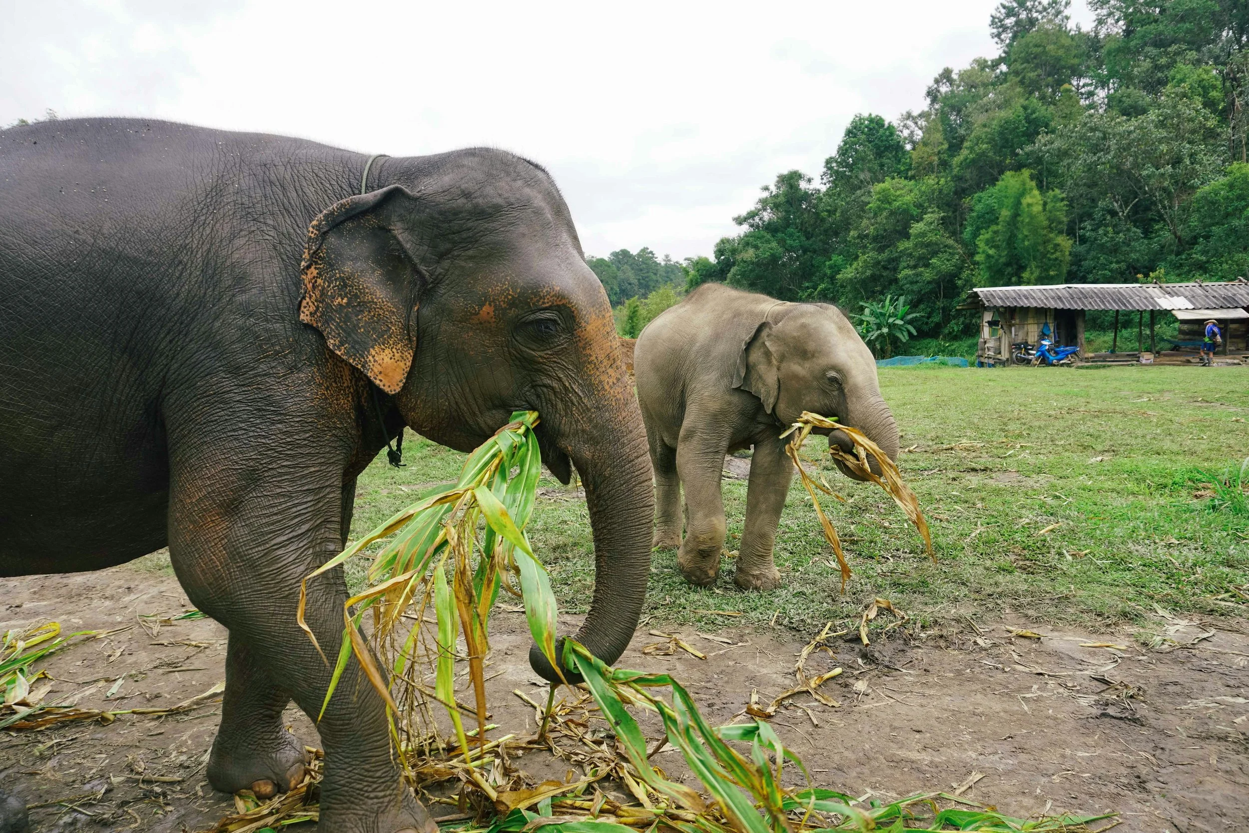 The Ethics of Animal Tourism: