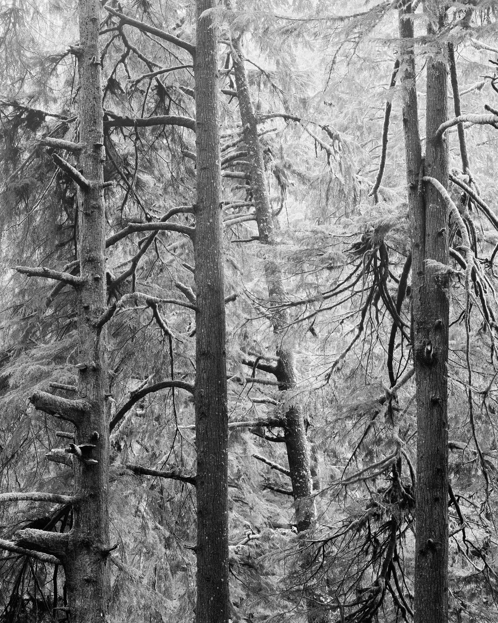 Coastal Forest 2.jpg