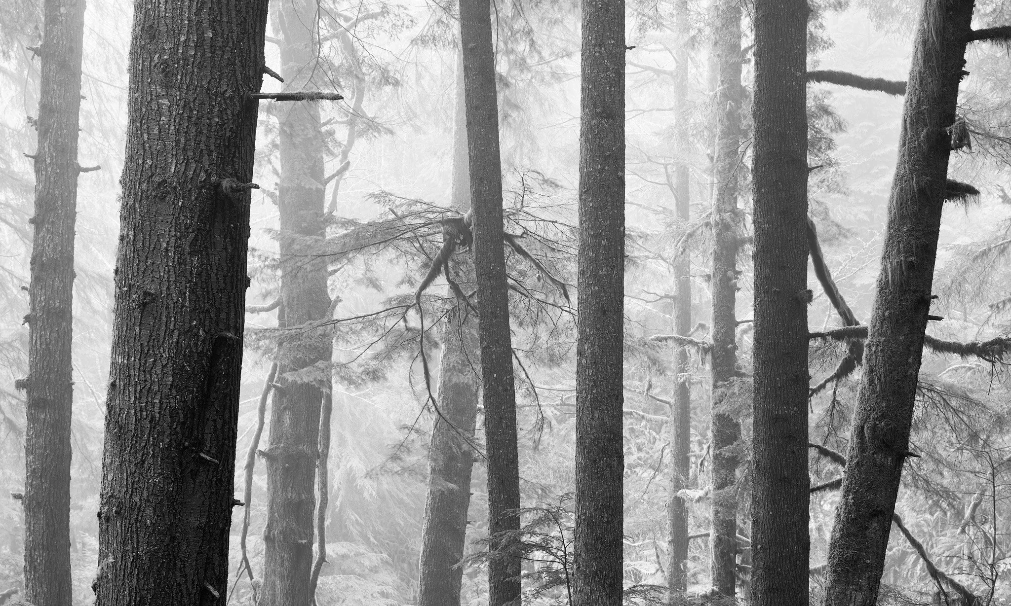 Coastal Forest 1.jpg