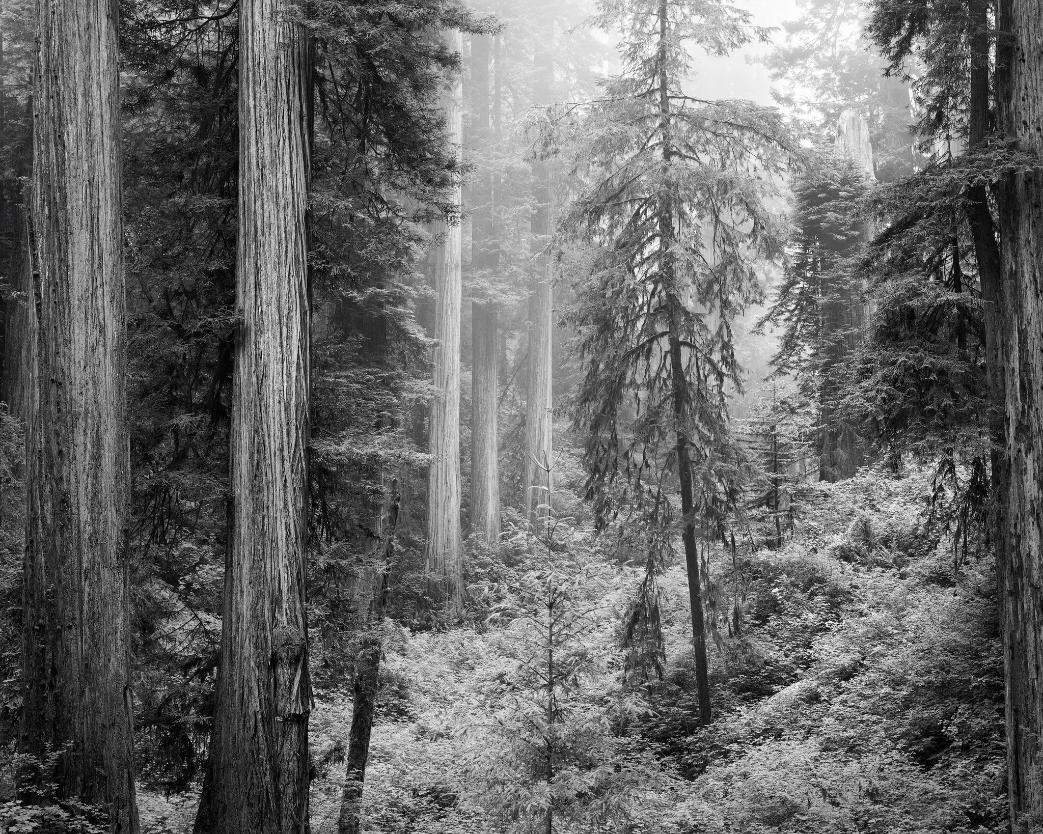 Dreaming Sleepless.jpg